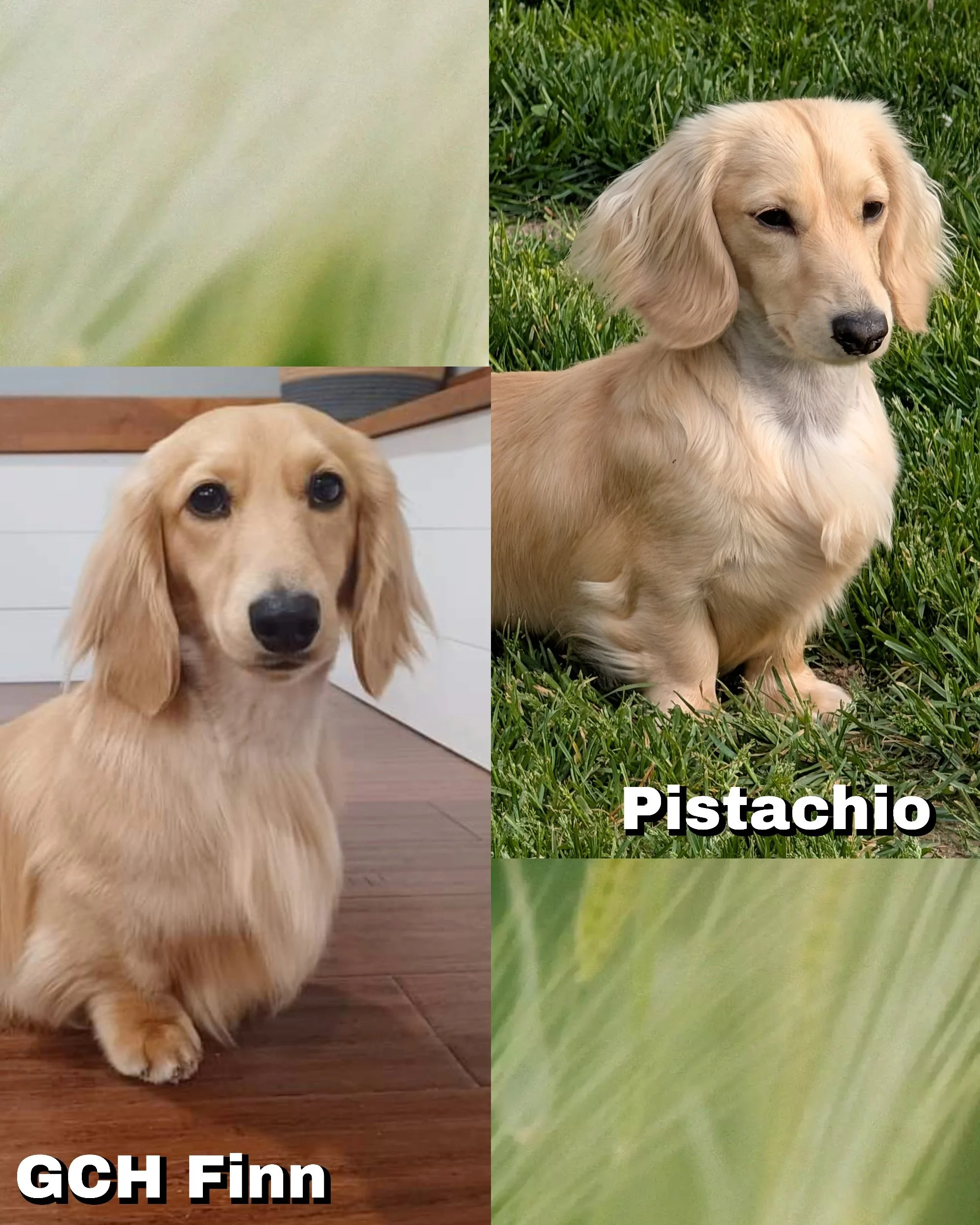 GCH Finn and Pistachio will be paired for spring 2027. 