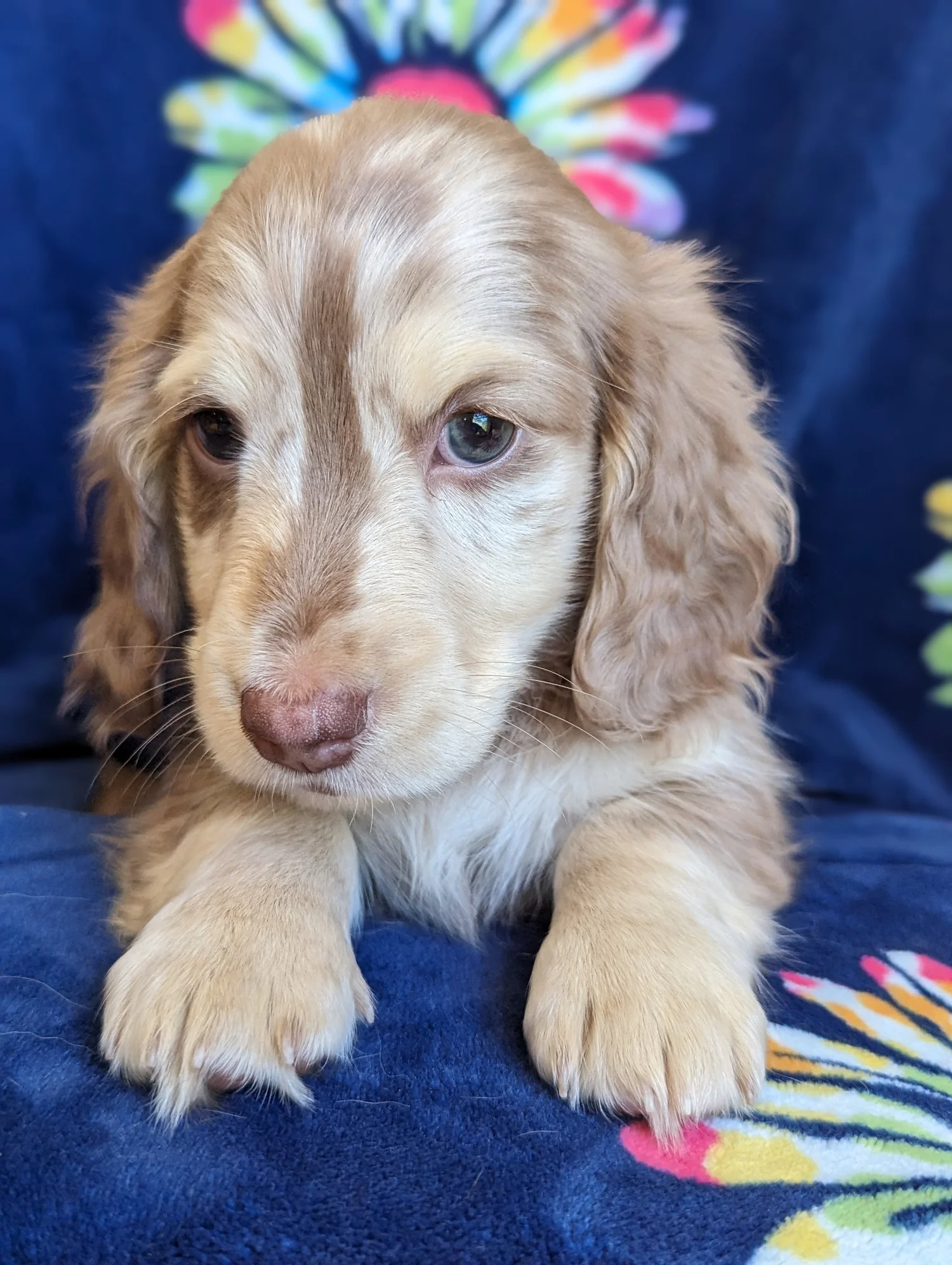 Picnic Table Sunflower Dachshund Small