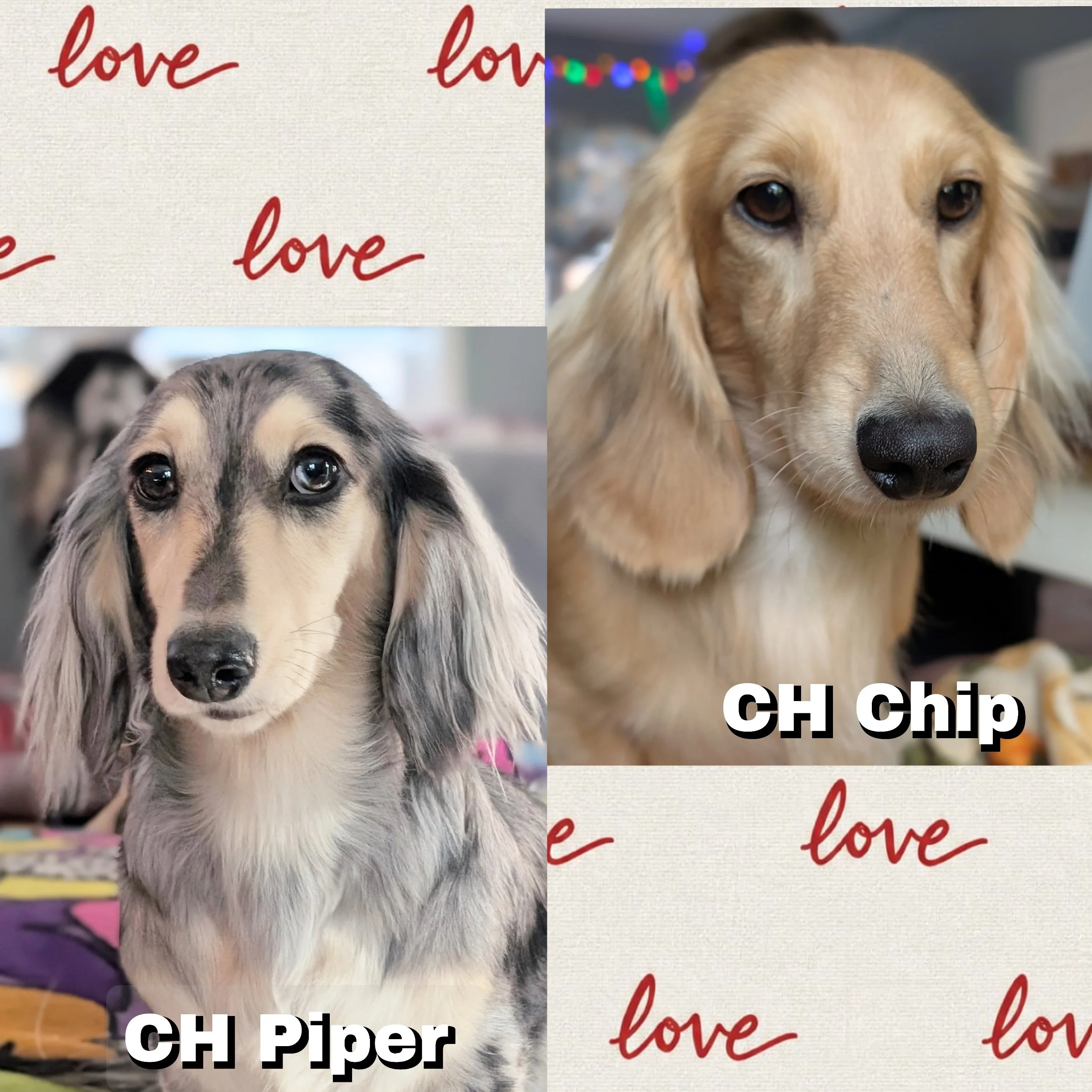 CH Piper and CH Chip- Planned for spring 2027