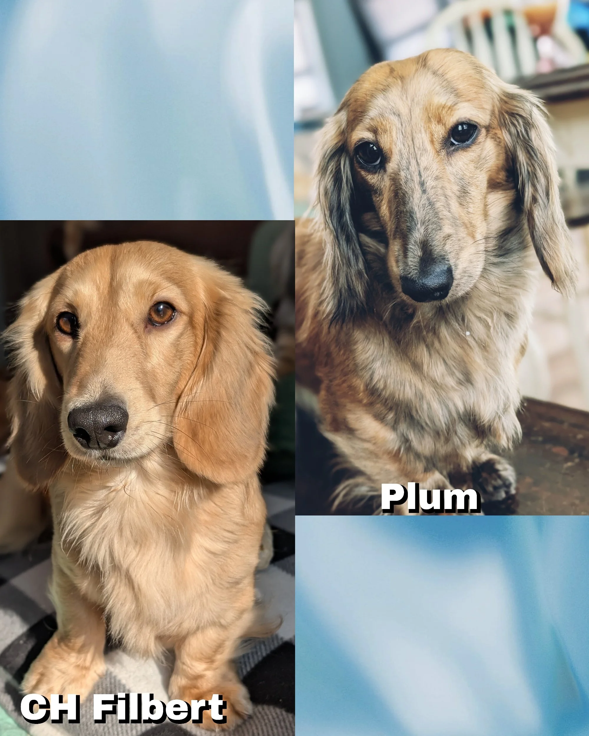 CH Filbert and Plum- Planned spring 2027