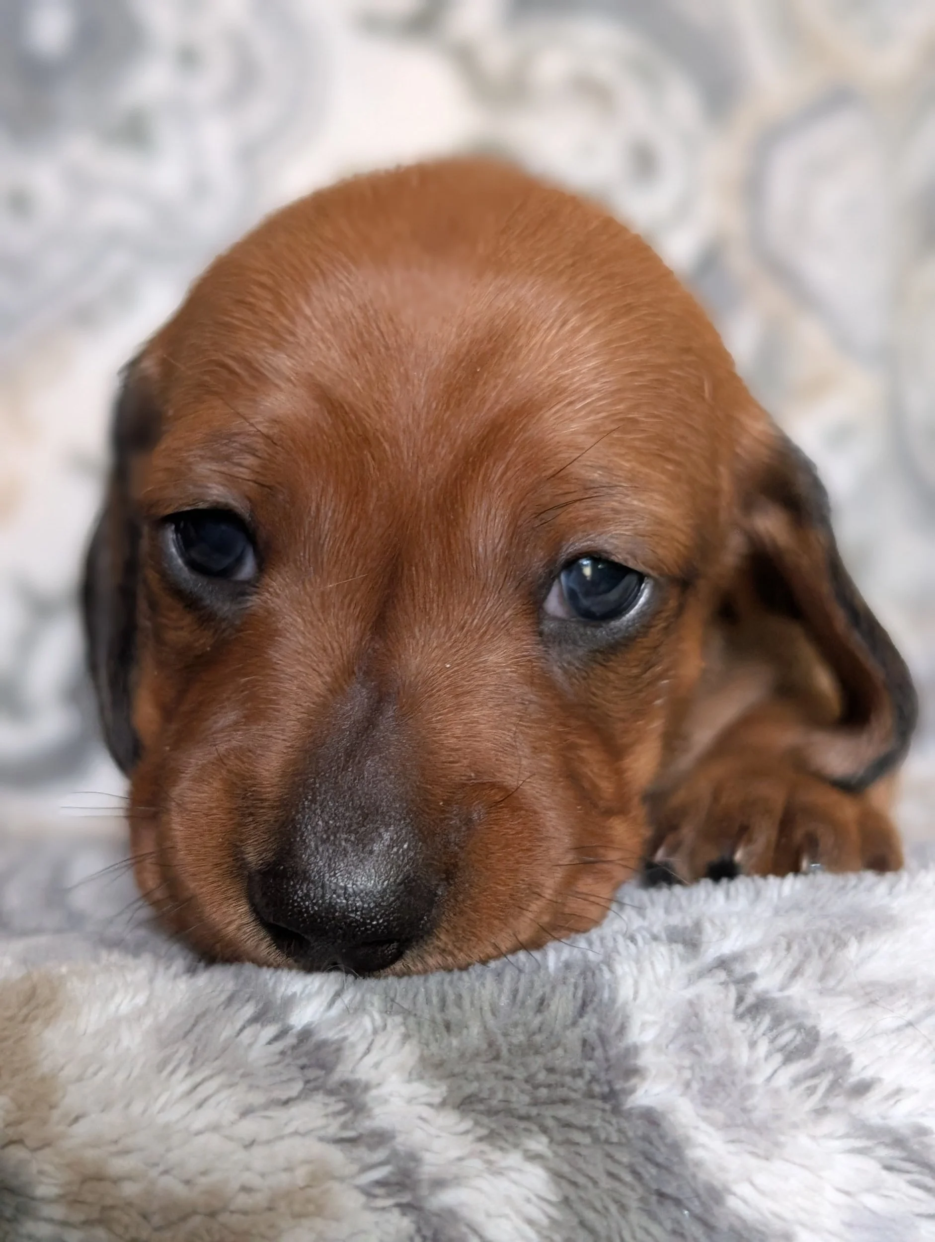 Marjoram -Shaded red female- Possibly available after evaluation. $2,800