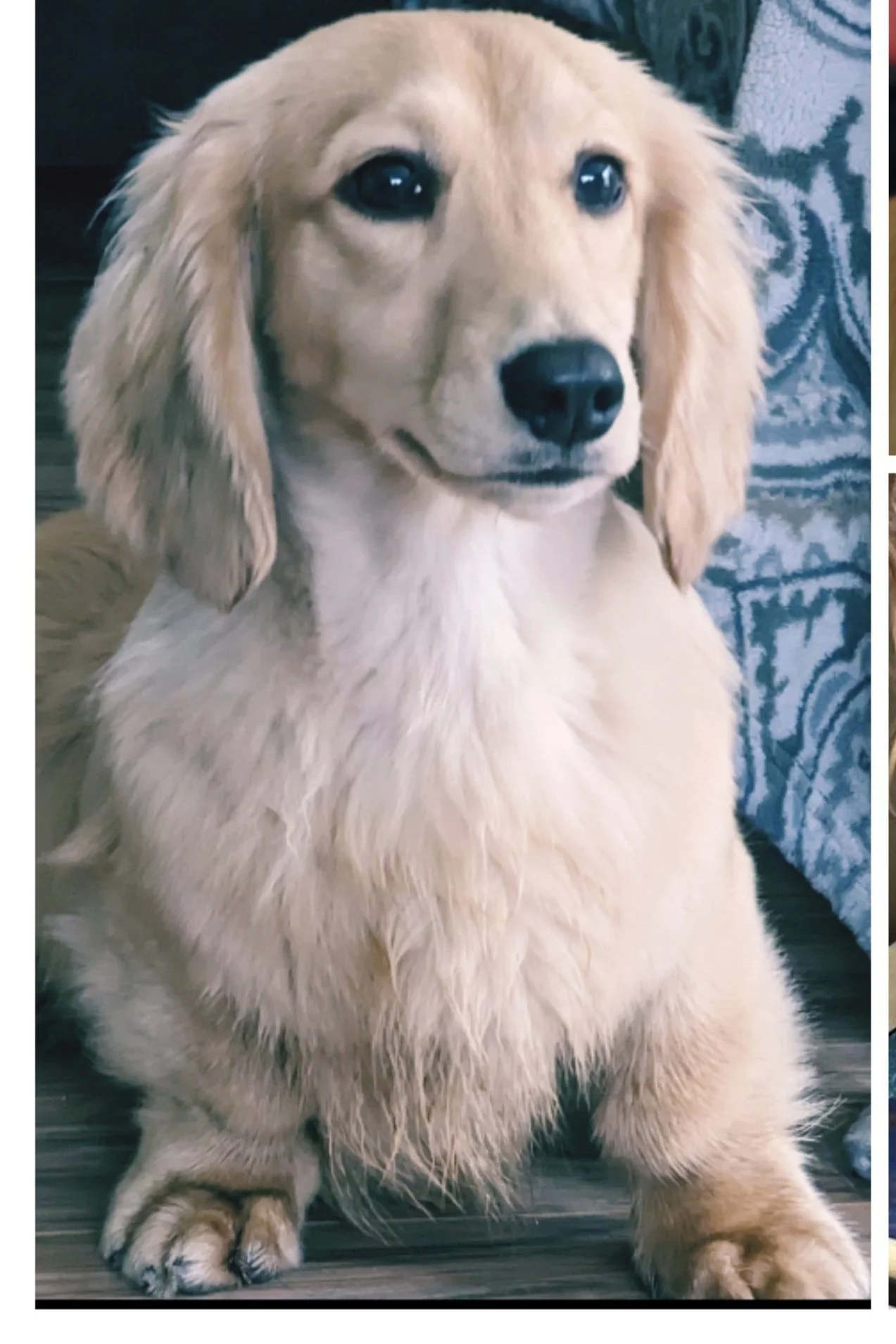 Unraveling Dachshund Color Genetics: A Deep Dive into Cream Variations ...