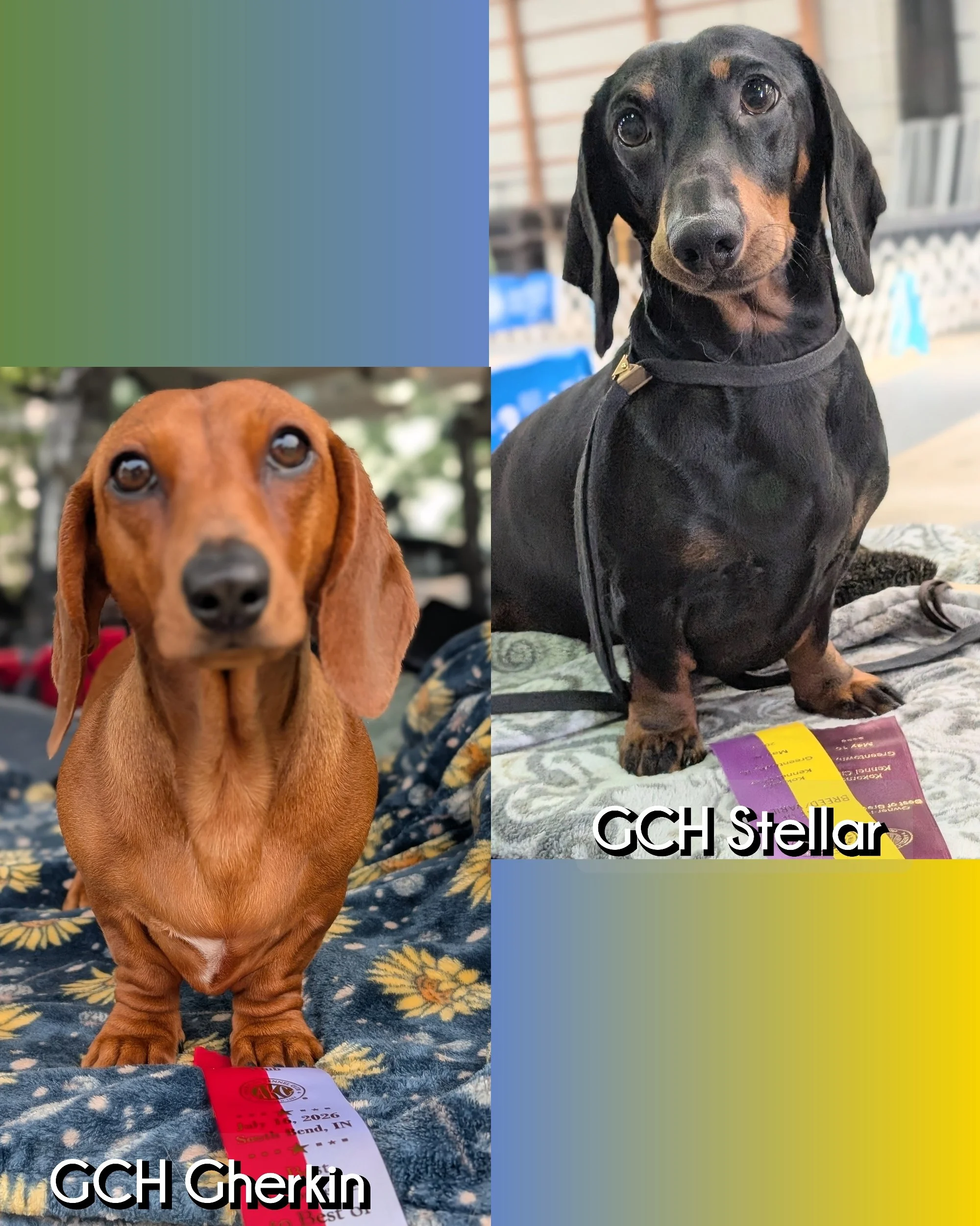 GCH Gherkin and GCH Stellar- Spot on our waitlist available for a male or female.  Due the end of November.