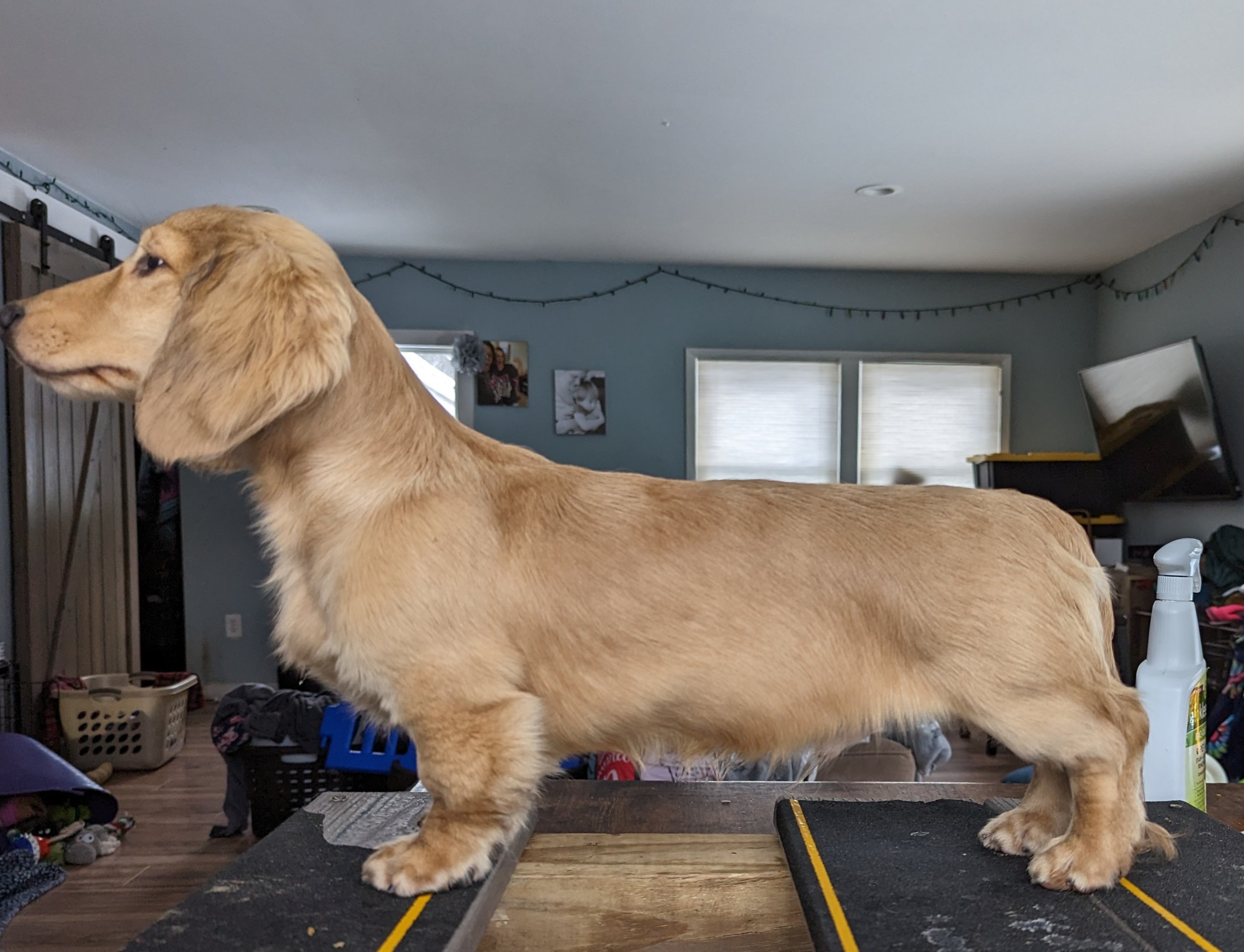 Grand Champion "MCS I know what we're going to do today @ Zen-SFD's", Finn, is co-owned by Kristi Garner and Leigha Zendler, he was an AKC conformation champion at just one year old. He finished his Championship in 6 months and his Grand Championshi
