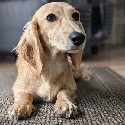 Unraveling Dachshund Color Genetics: A Deep Dive into Cream Variations ...