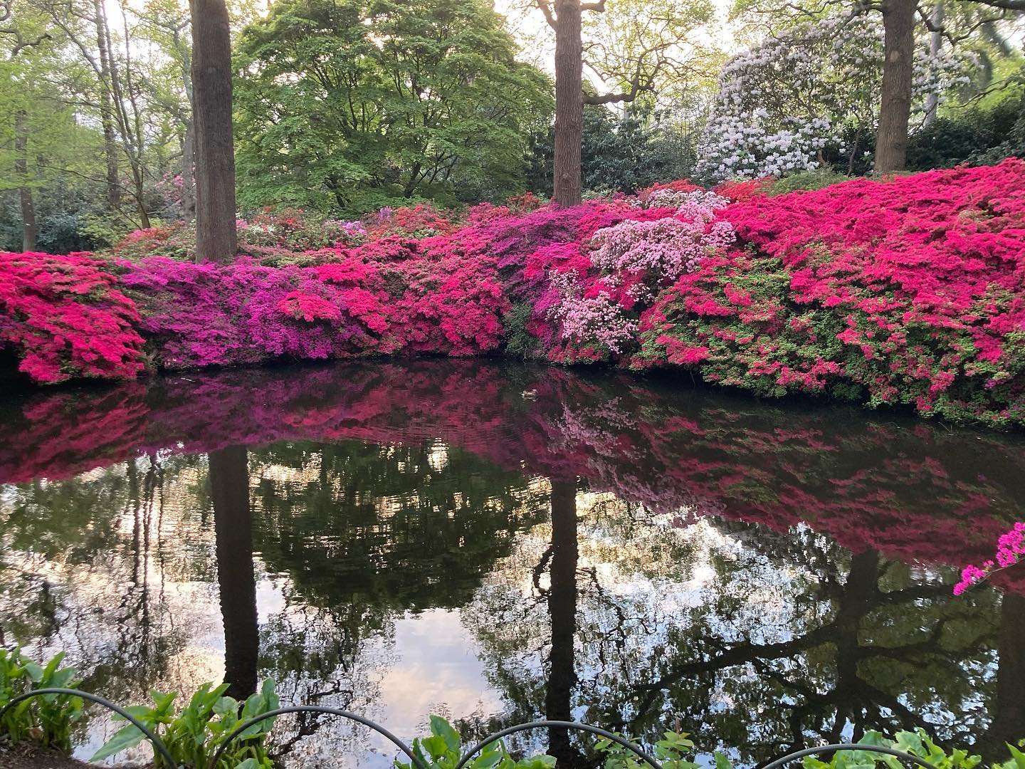 It&rsquo;s that time of year again! Get thee to The Isabella Plantation in Richmond Park to see it in bloom 🌸

Early mornings are a great time to visit if you can. Photo taken at 6.24am today on a walk with my Friday morning ladies. So peaceful and 