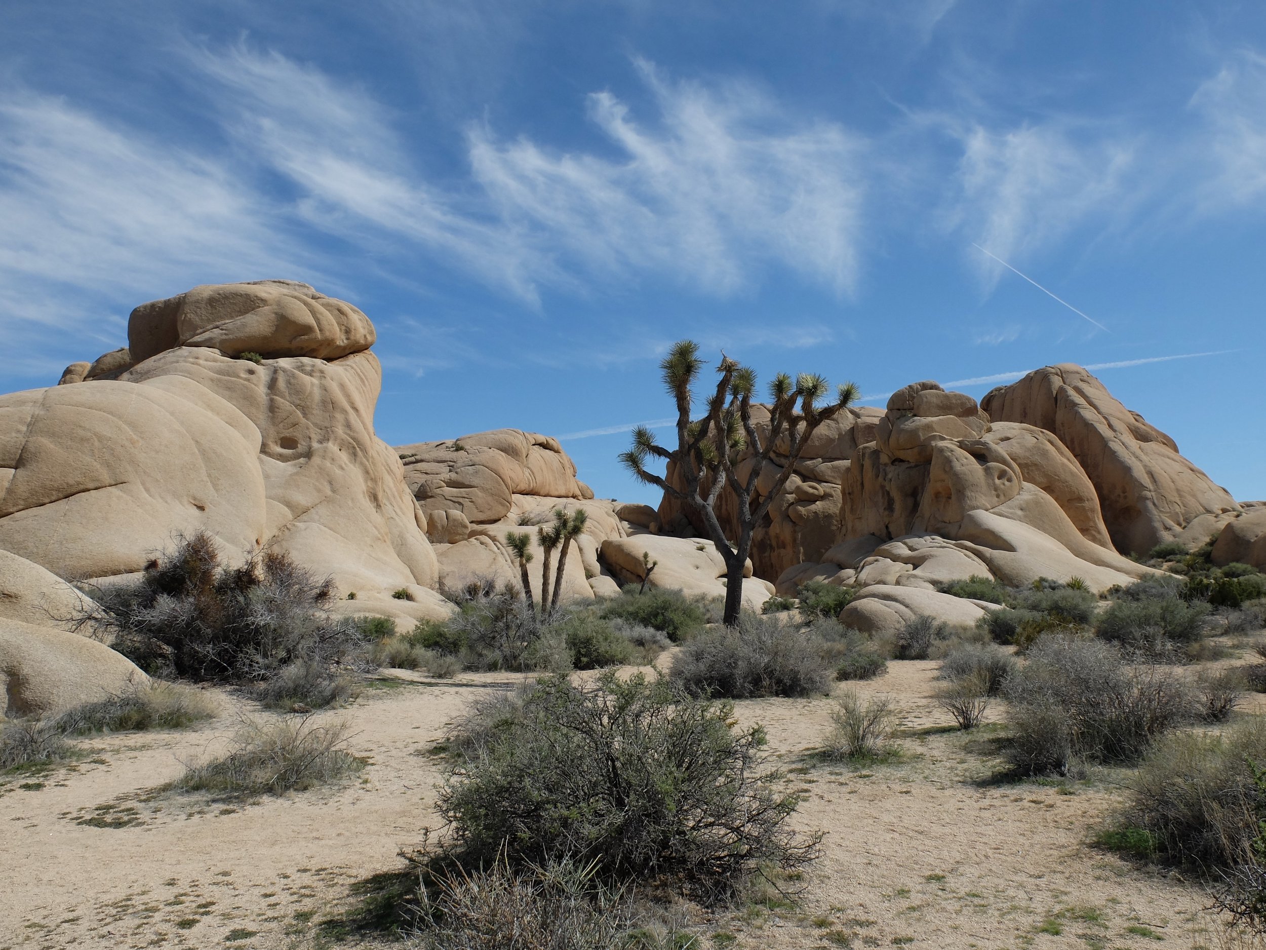 Joshua Tree National Park | 29 March 2024