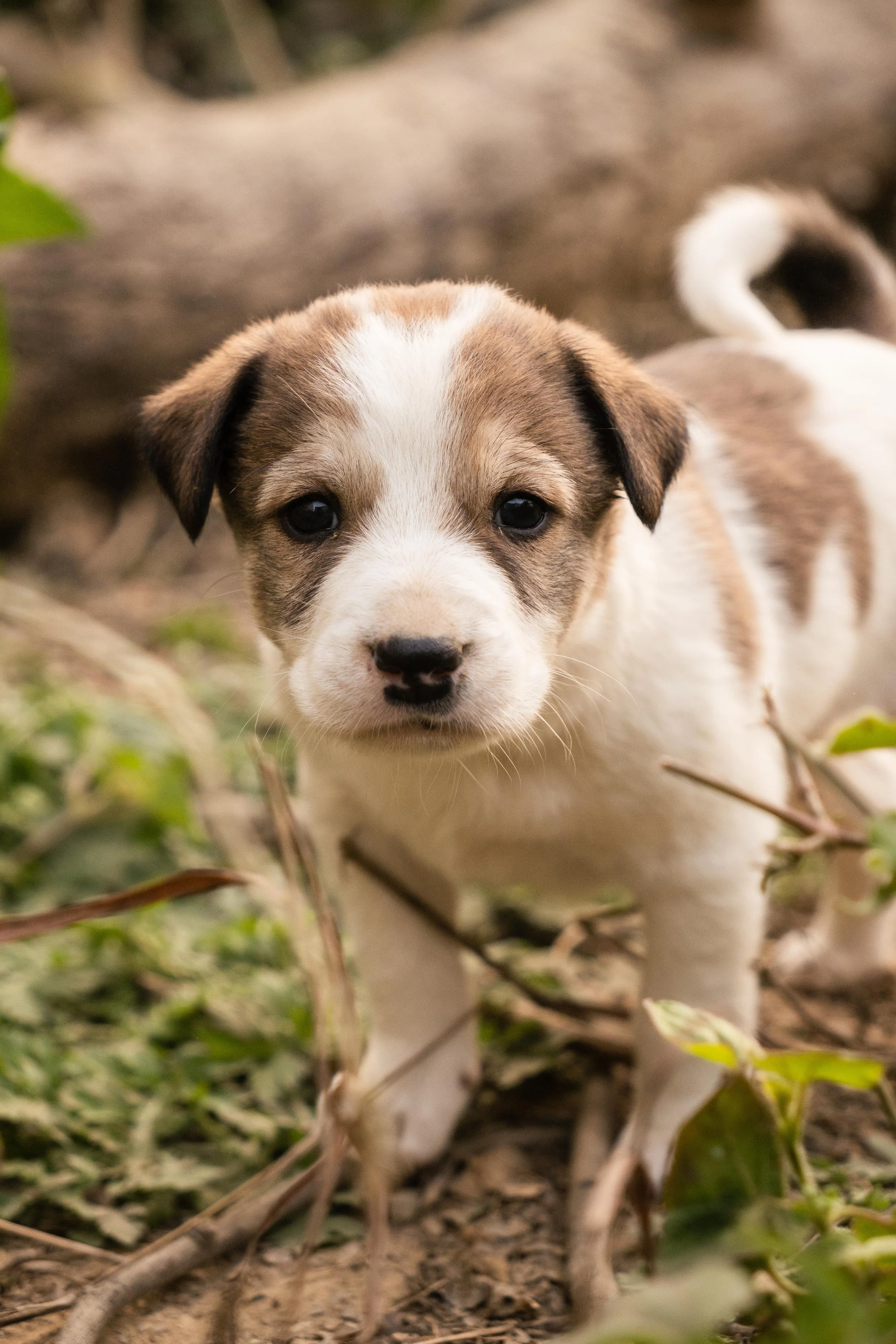 Emotional Support Animals: Why They Matter