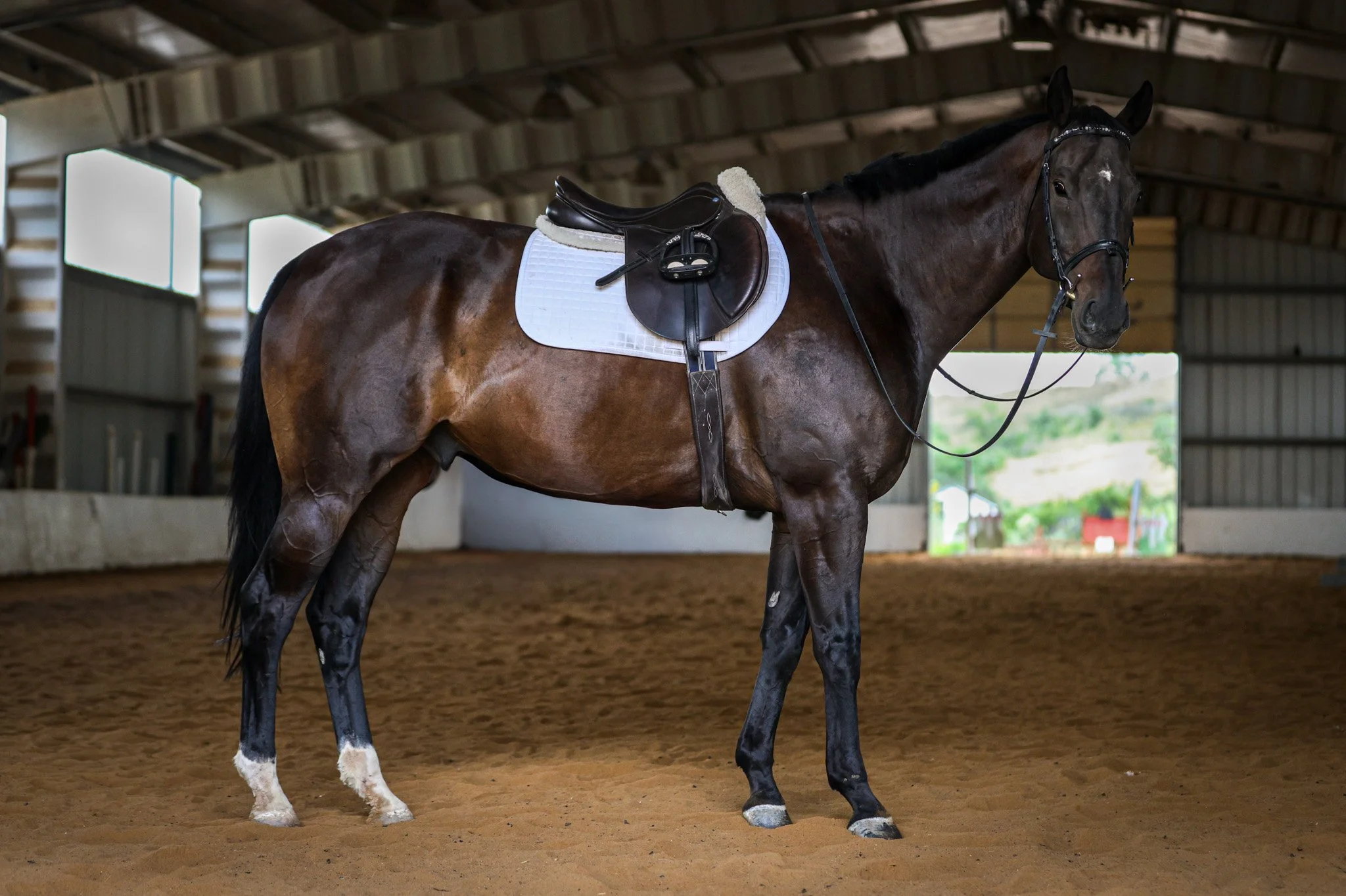 Horse Sales in Colorado: A Professional and Proven Consignment Program in the West