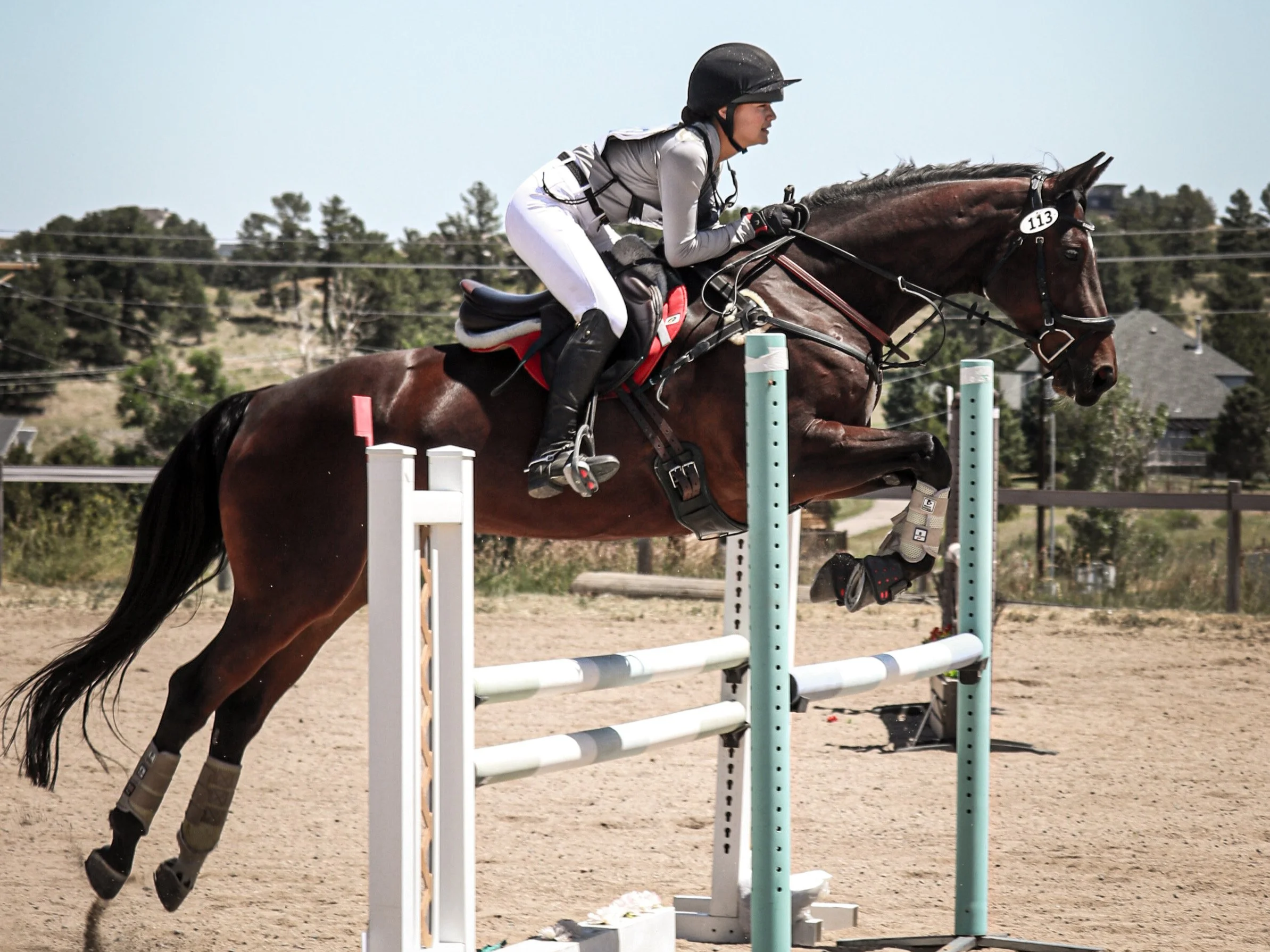Lassban Sansa a horse for lease in Colorado 