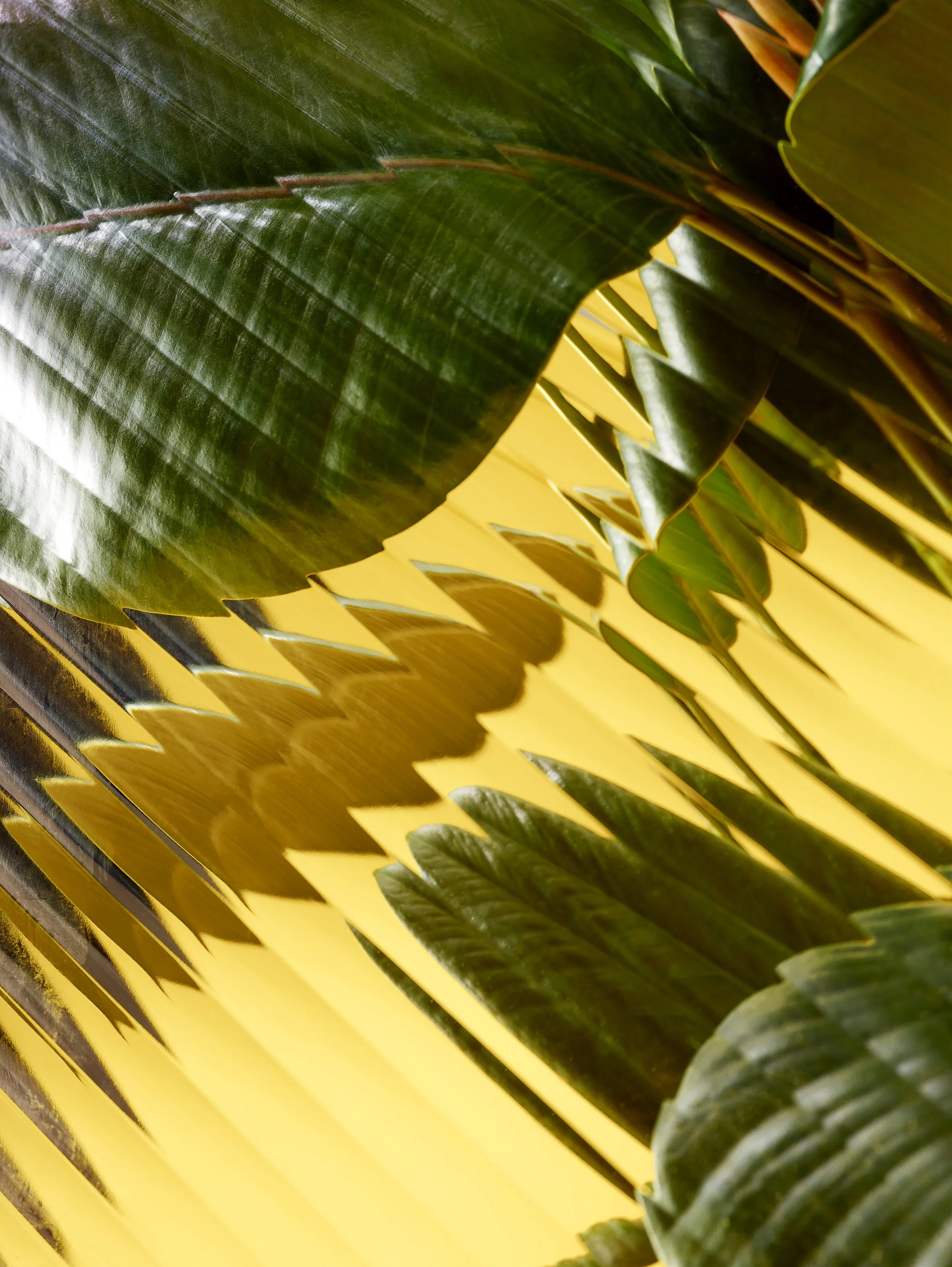 Plant_Yellow_CloseUP1.jpg