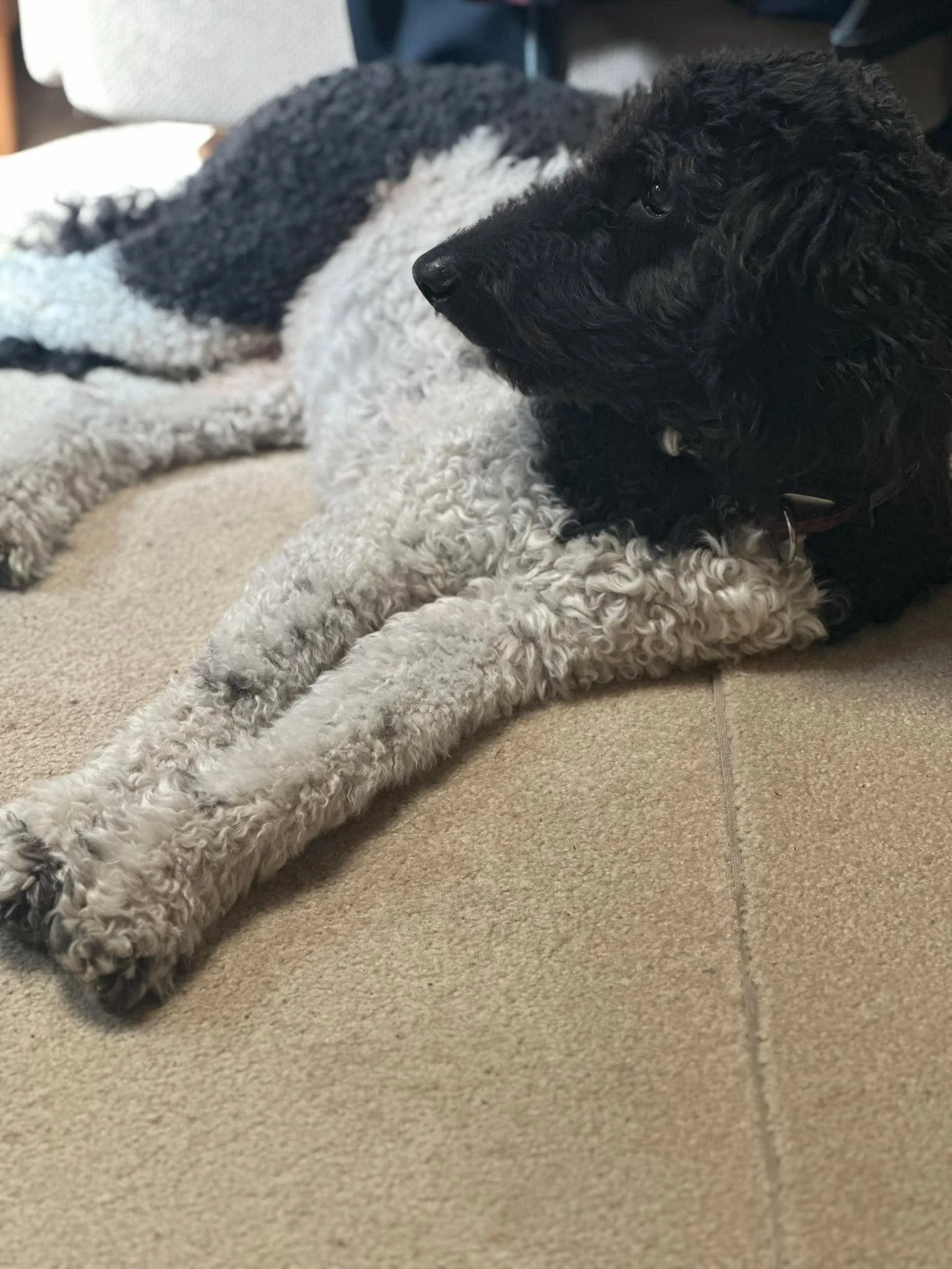 Somebody is chilling today