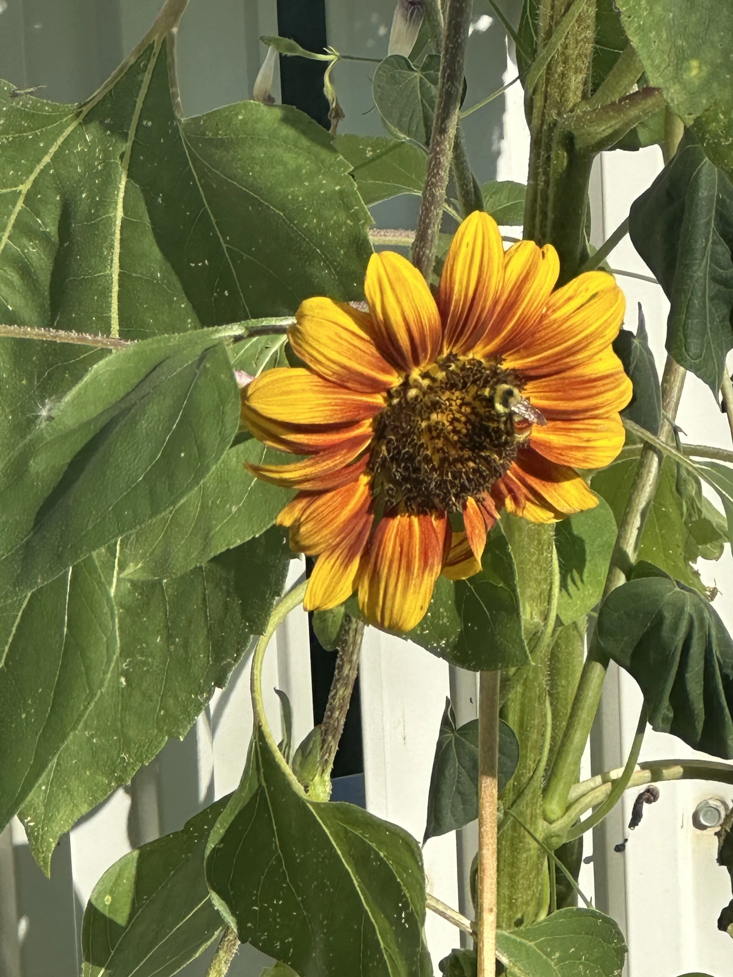 2-Day Sunflower Craze