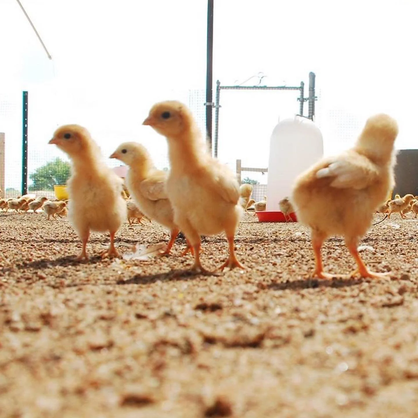 chicks1.jpg