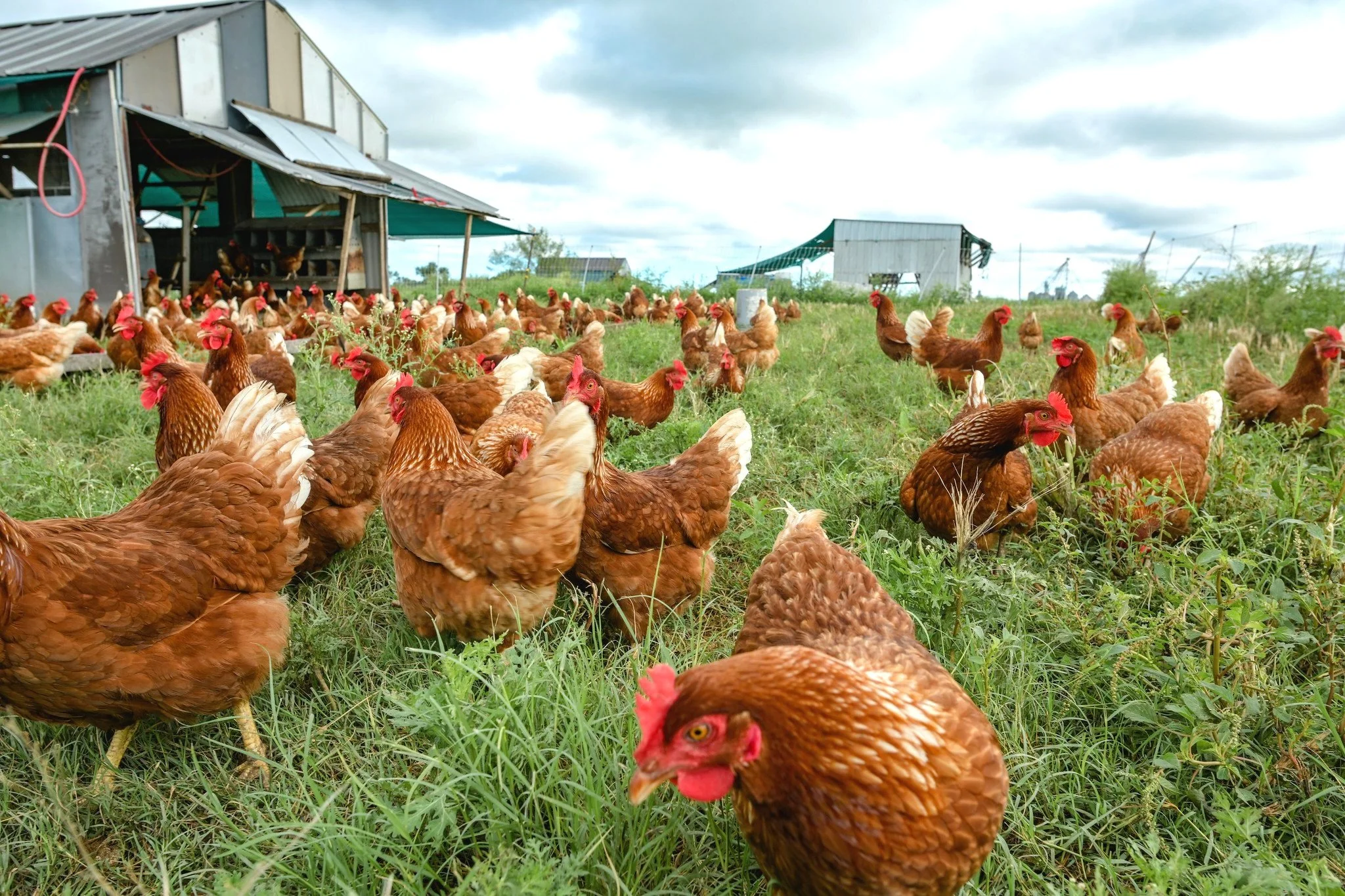 One Chicken Farm Organic Chicken Farms