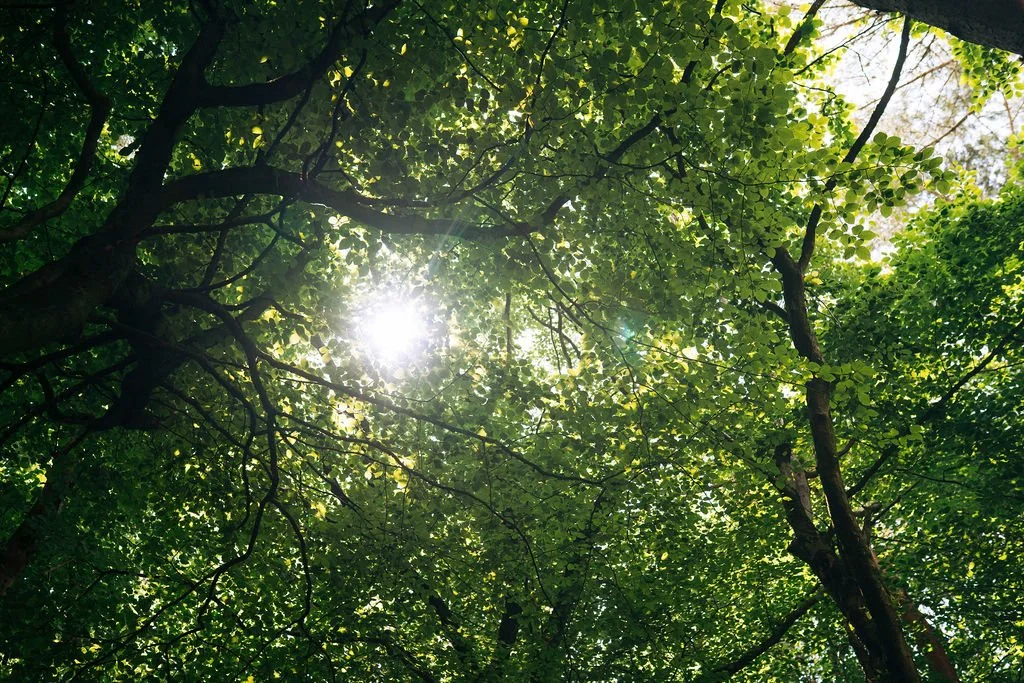 Looking up through the green leaves of trees with sunlight shining through.