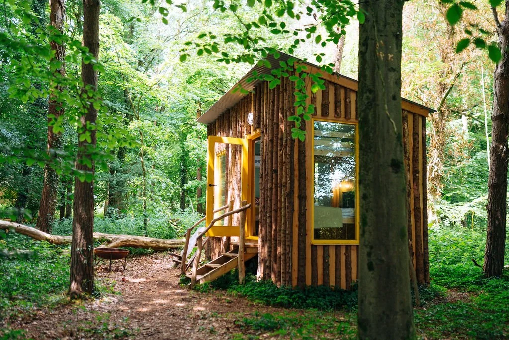 A small, rustic cabin built with wooden logs and large windows, situated in a lush green forest with tall trees and foliage surrounding it.