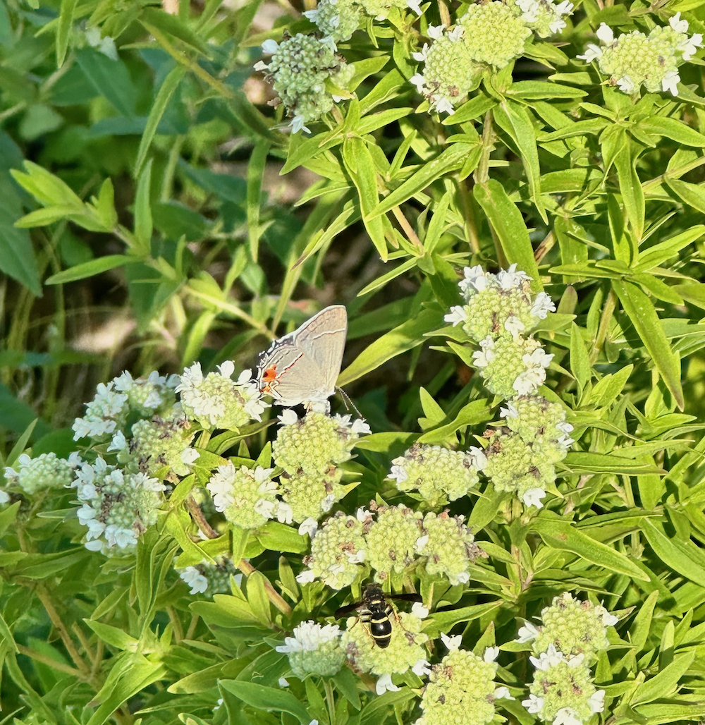 Season Grand Opening at IMAGINE Native Plant Farm