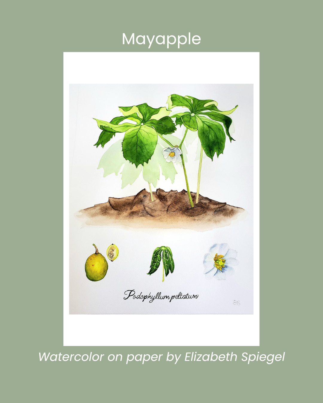 Copy of Bluebeard Lily (3).png