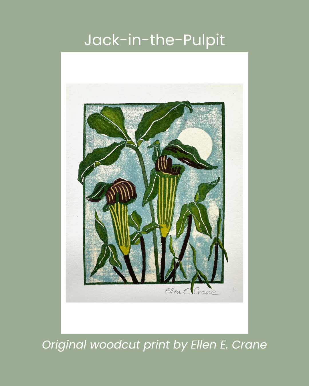 Copy of Bluebeard Lily (5).png