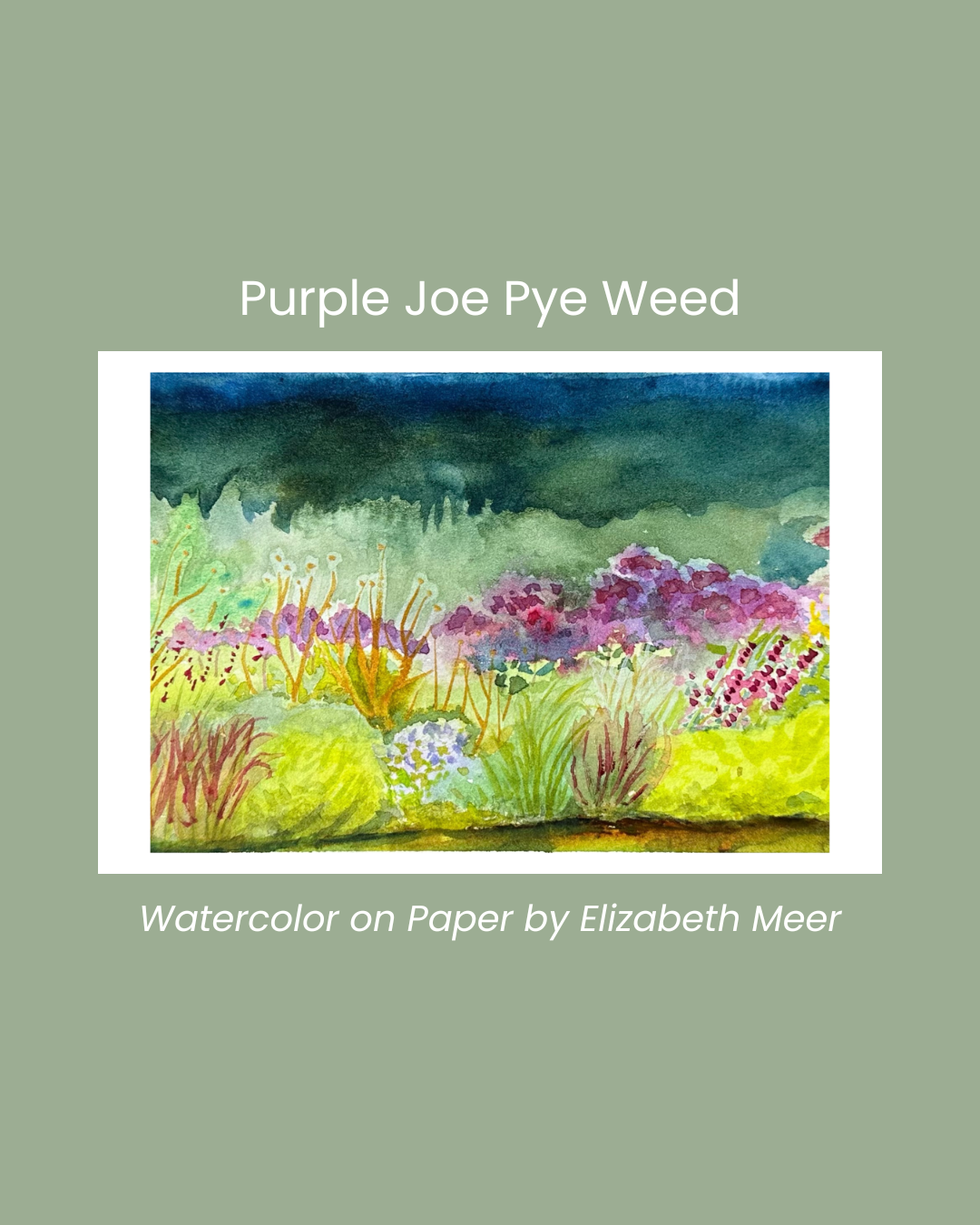 Copy of Bluebeard Lily (7).png