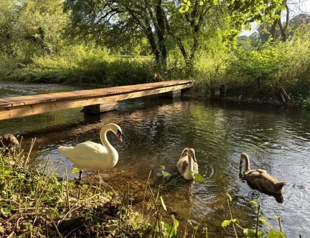 Bridge-Swan-605x465.jpg