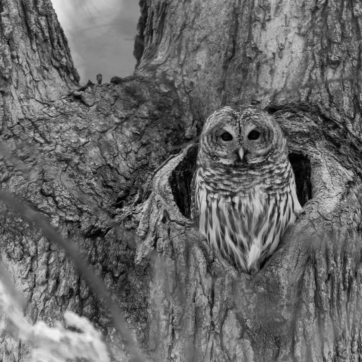 Heather Whalen (Barred Owl) | FS.013