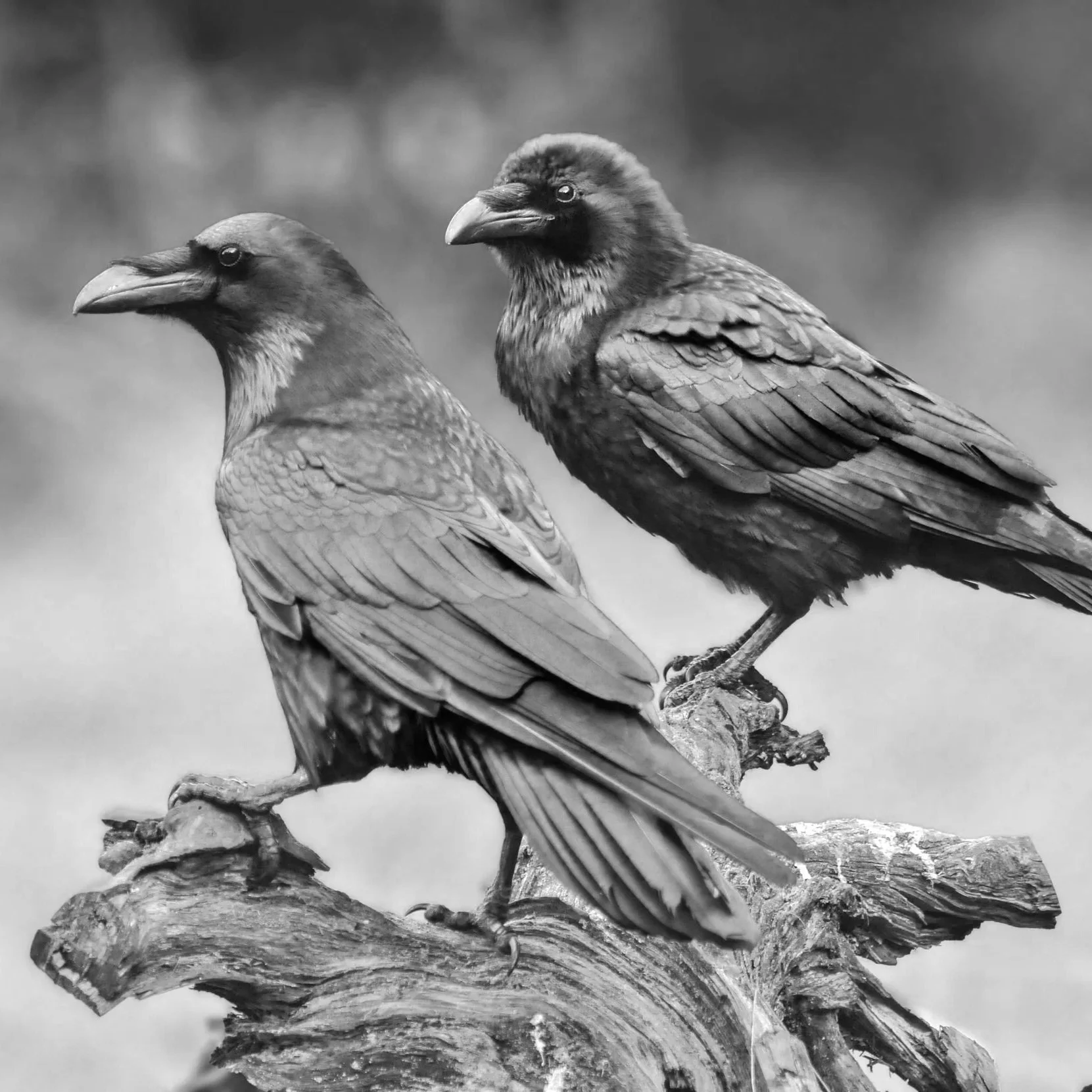 Andrea Hammel Wollak (Raven) | FS.016