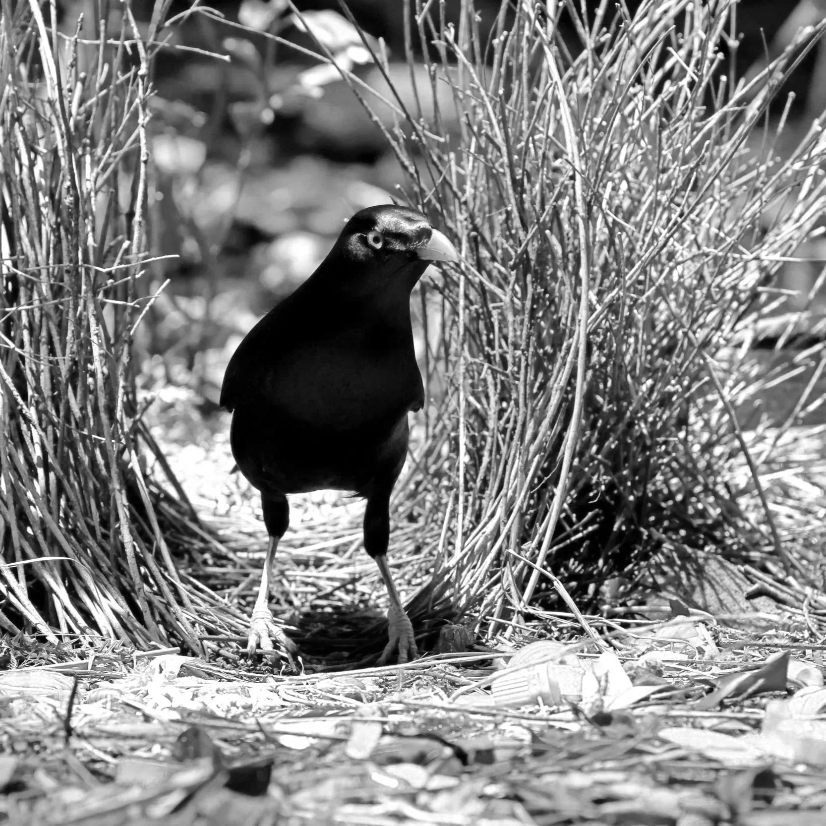 Sara Imhoff (Bowerbird) | FS.017