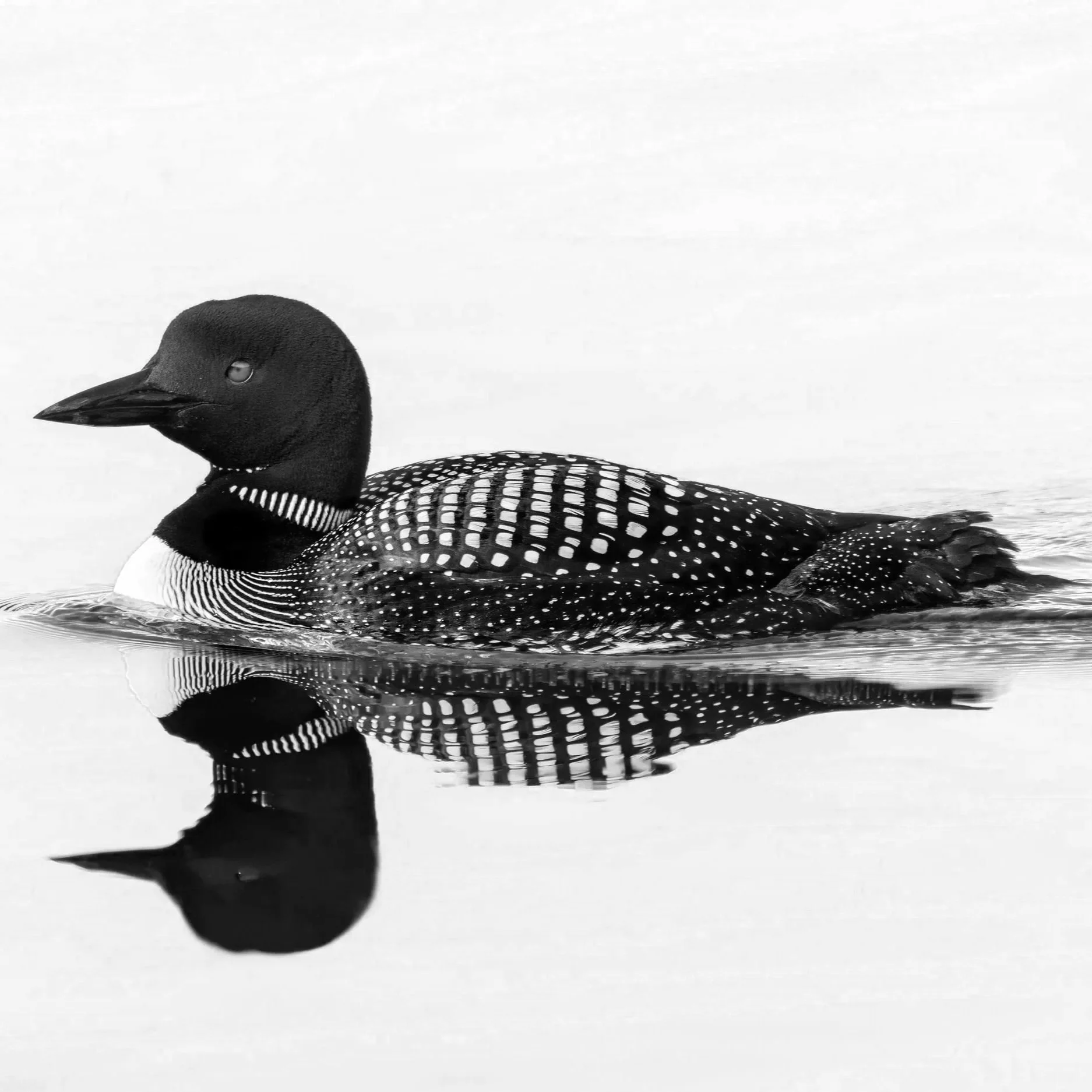 Cheryl Fosdick (Loon) | FS.018