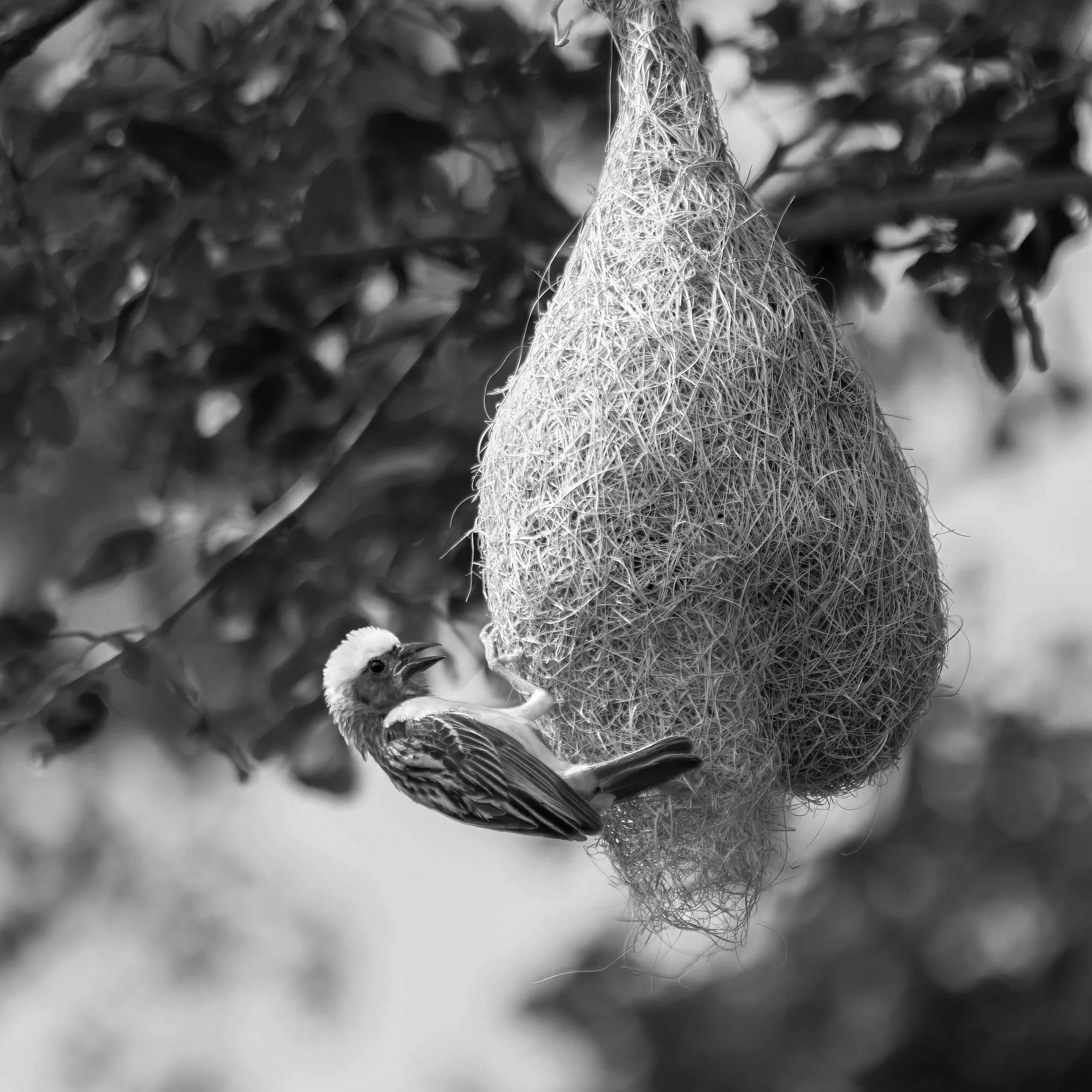 Molly Dalsin (Weaverbird) | FS.020