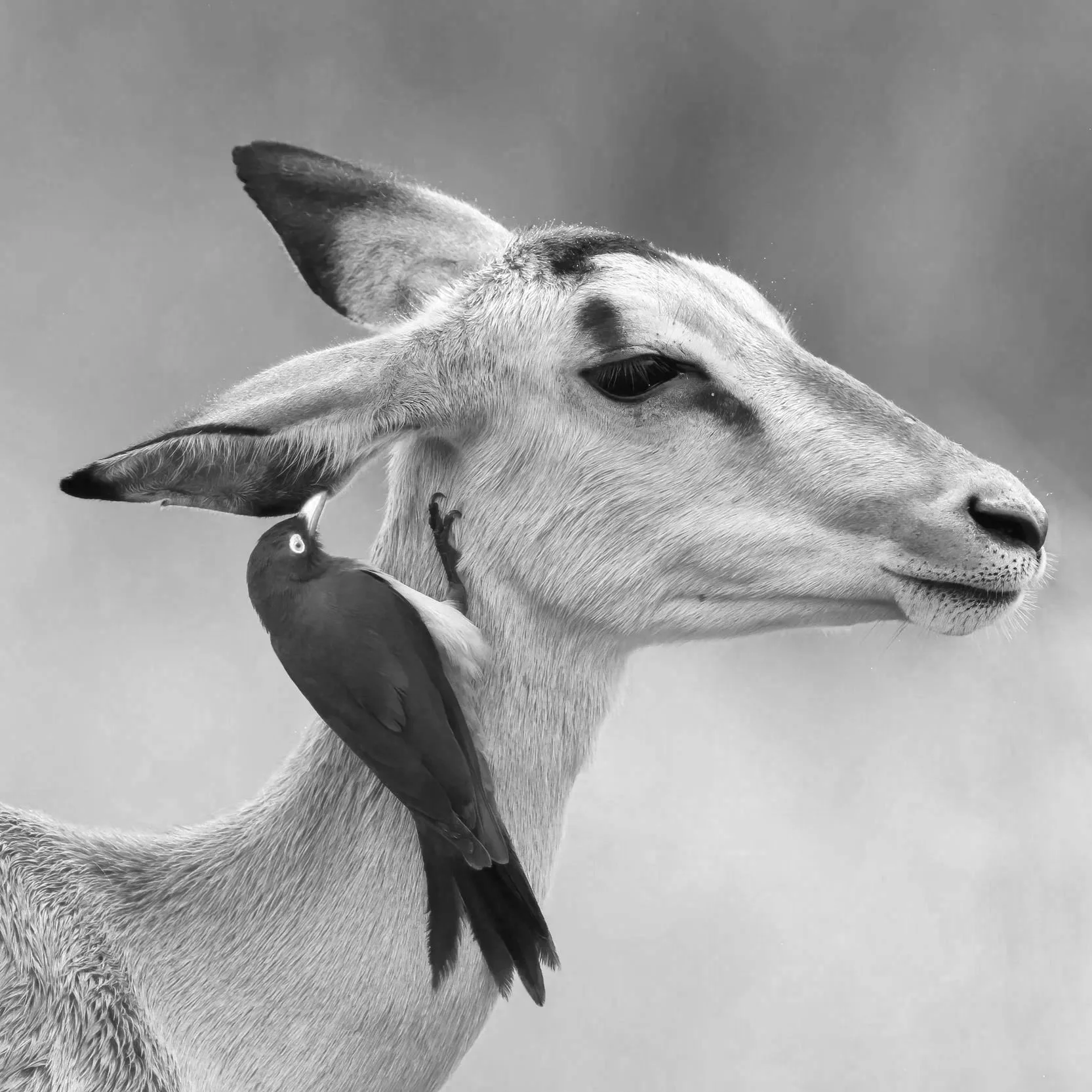 Meghan Elliot (Oxpecker) | FS.021