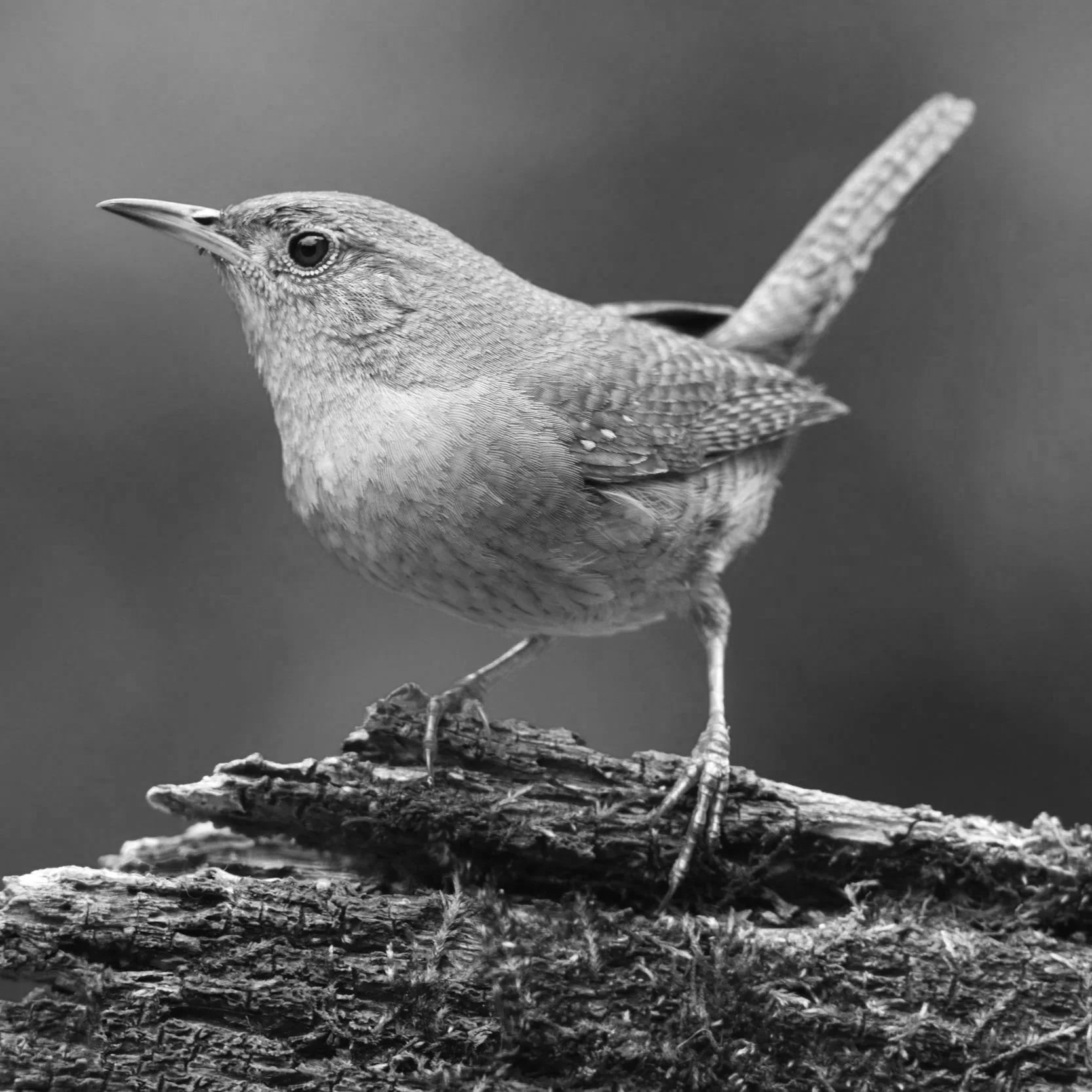 Ashley Mitlyng (House Wren) | FS.022