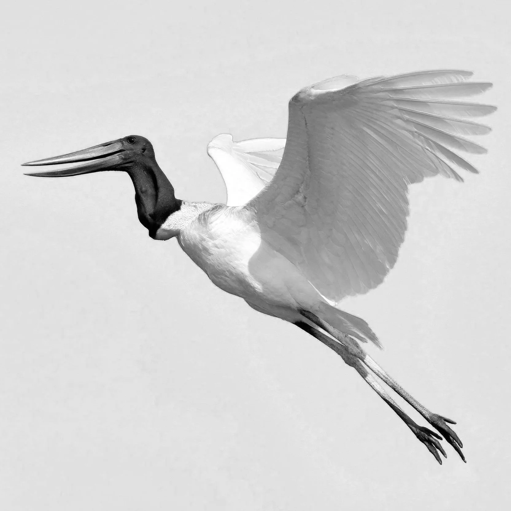 Damaris Melo-Gyasi (Jabiru) | FS.023