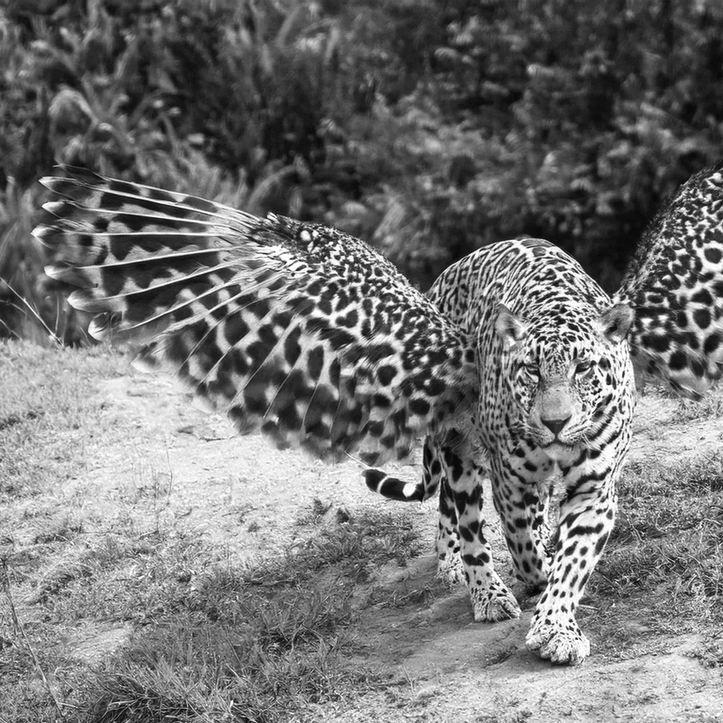 Laurie McGinley (Jaquin) | FS.024