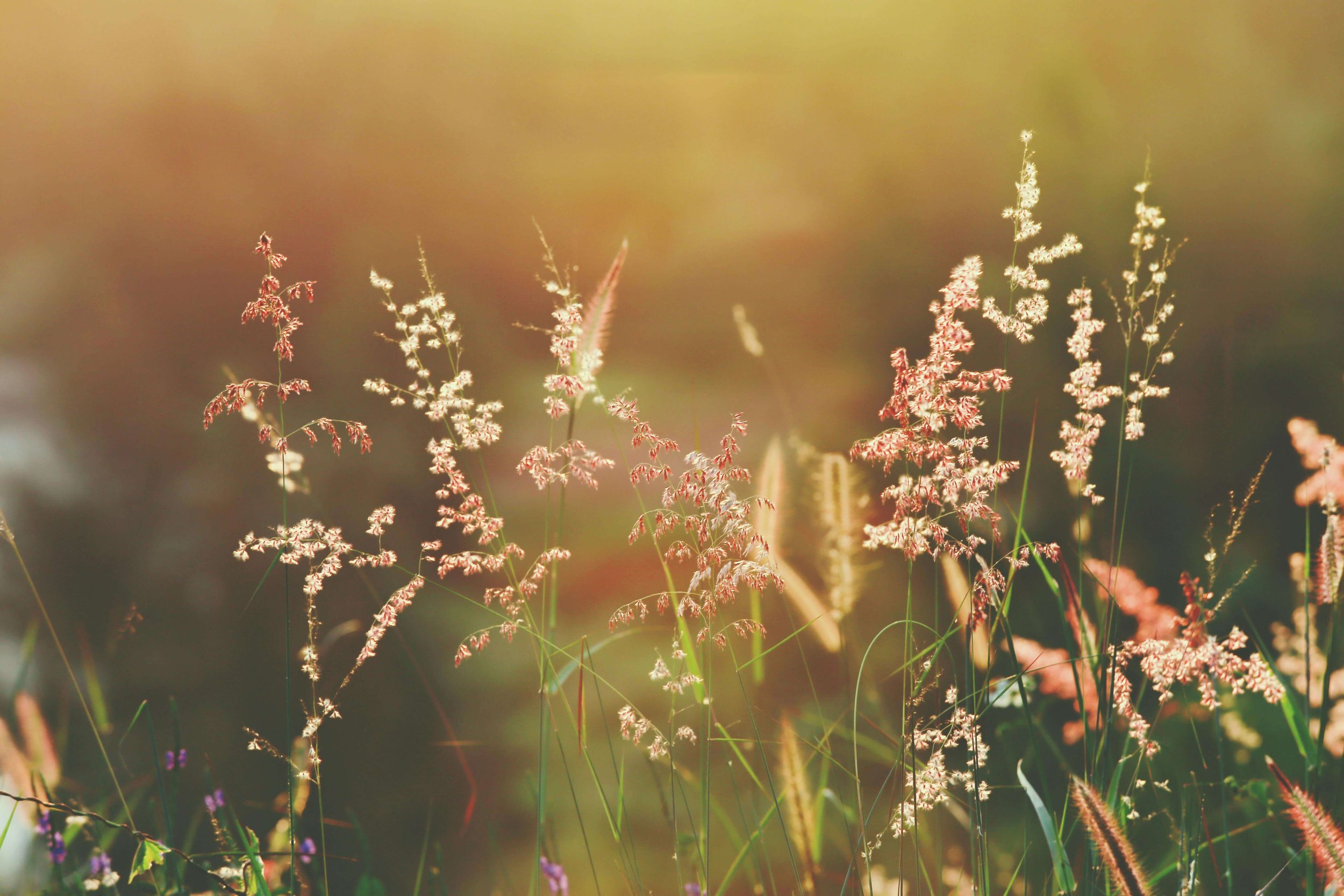 Delicate wildflowers in warm golden sunlight. Can personal relationship development flourish through intentional practice? An online relationship therapist in Berkeley, CA, guides individuals through rehearsing healthier relational patterns.