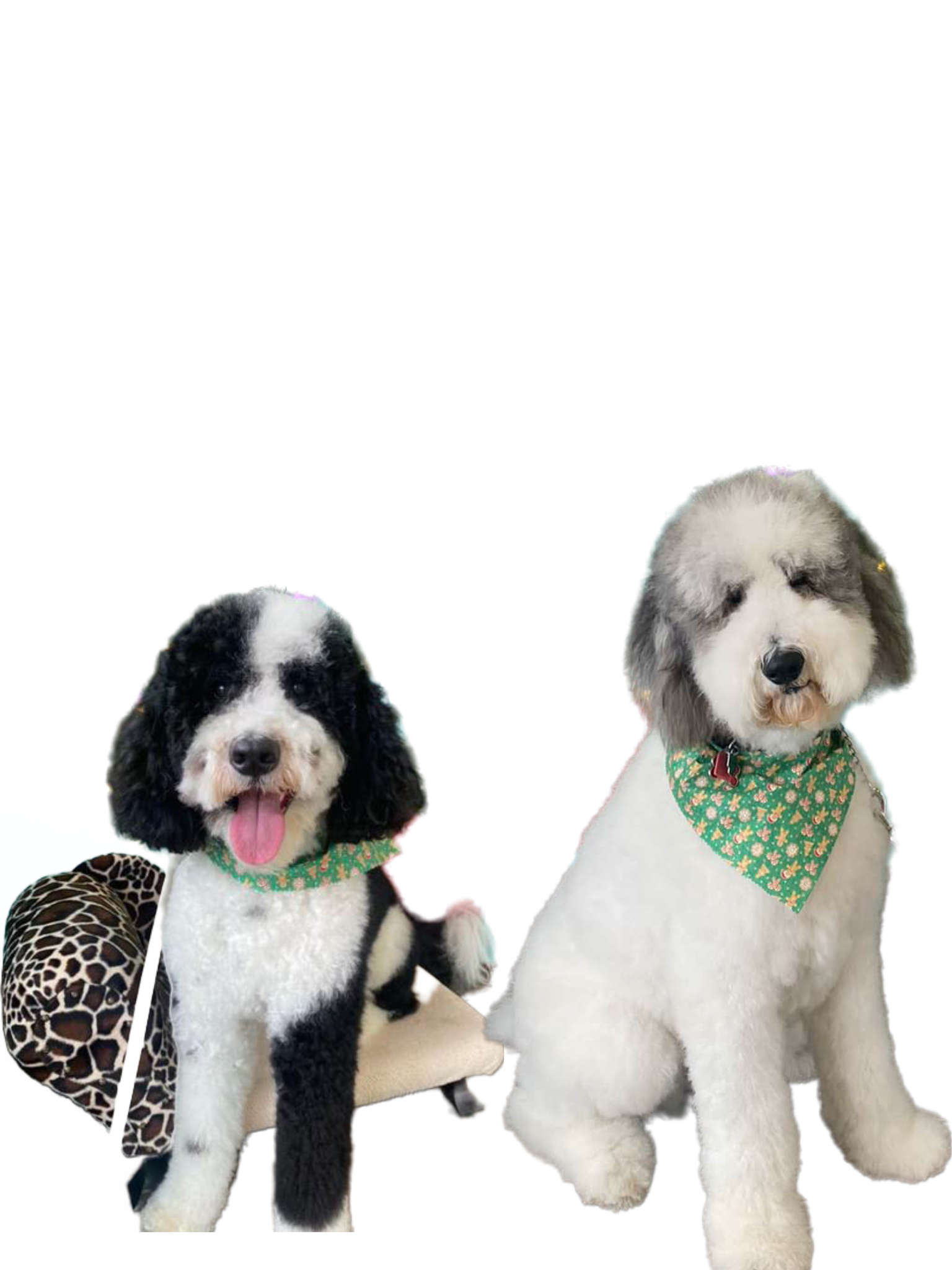 Platinum Pet Spa and More