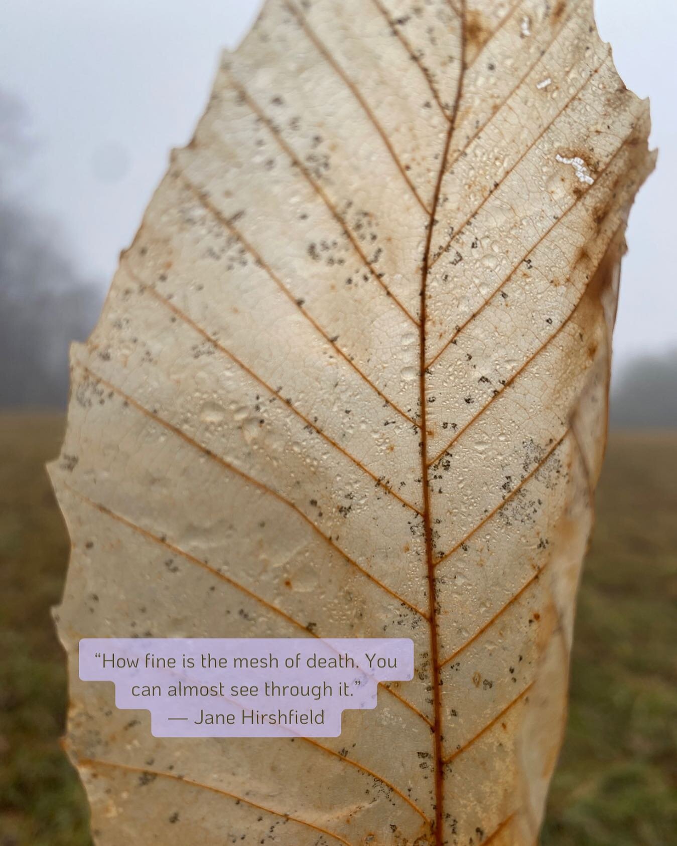 I love this quote from one of Jane Hirshfield&rsquo;s poems. I often think of it when I take hikes this time of year. Everything is breaking down and you can really see how thin the veil is. The transparent veins on the leaves remind me of marbled sk