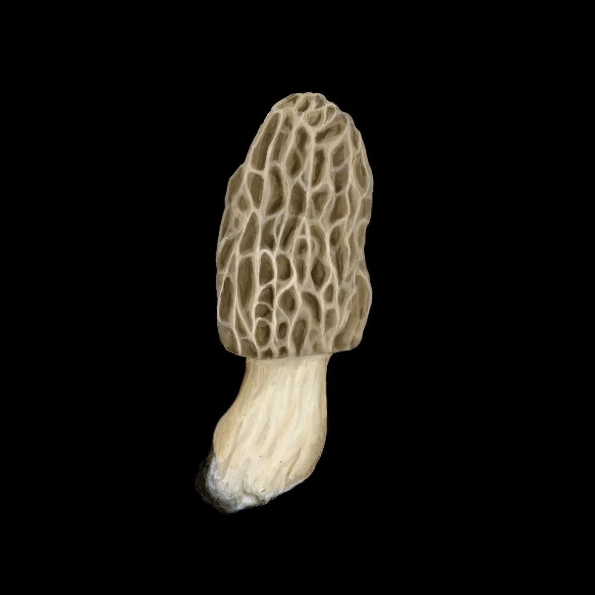 Morel Mushroom Print