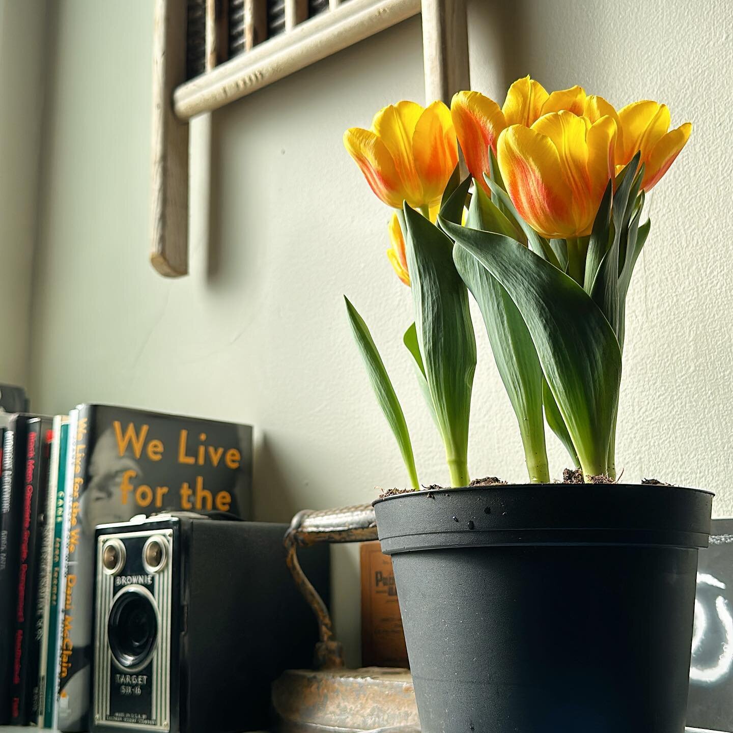 Yellow tulips finally blooming atop my favorite bookcase &mdash; it&rsquo;s the simple things, especially natural beauty &mdash; that give me pause &mdash; that bring joy &mdash; that pull my attention back to gratitude &mdash; in this life &mdash; l