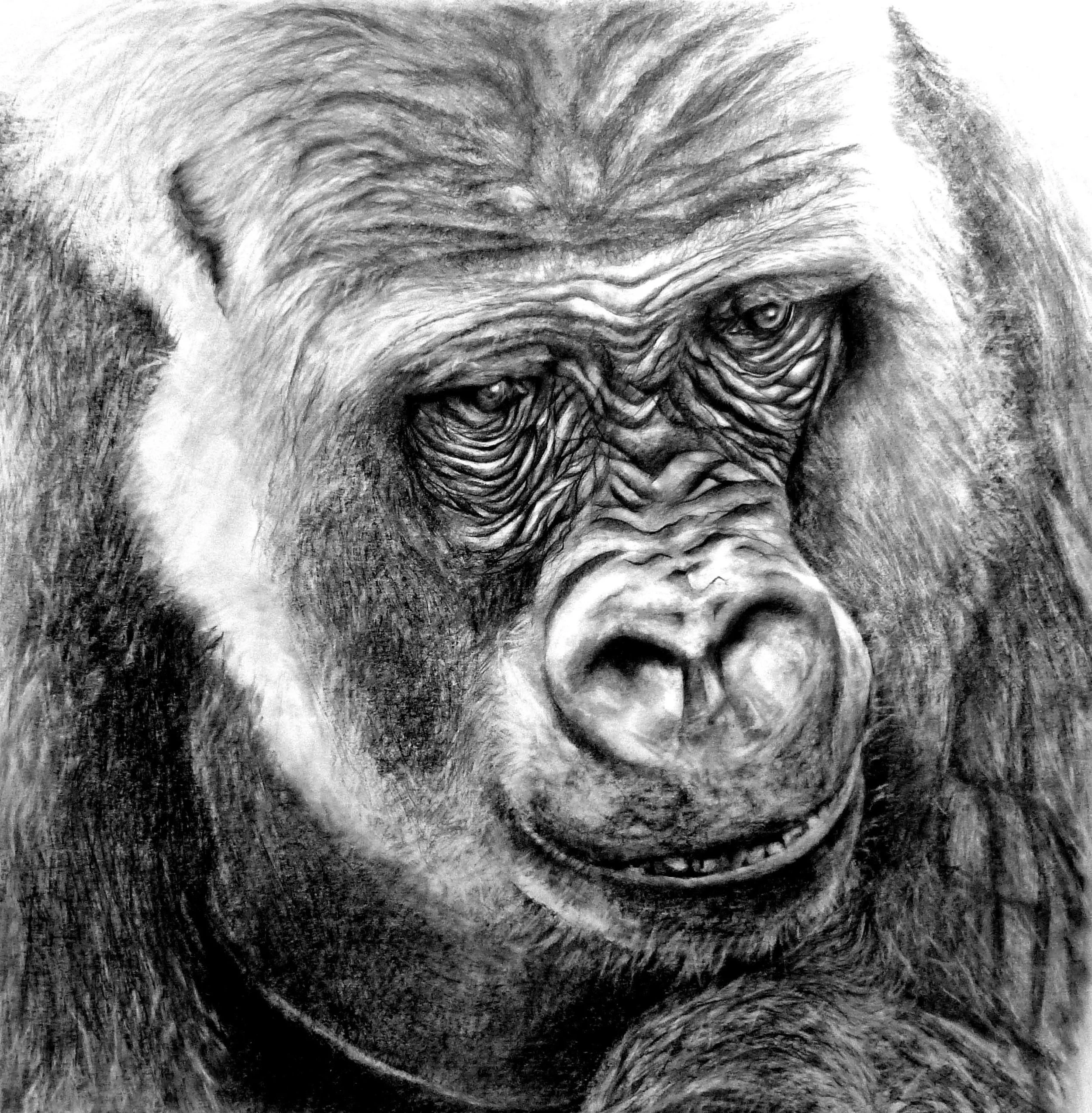 Western Lowland Gorilla, Graphite