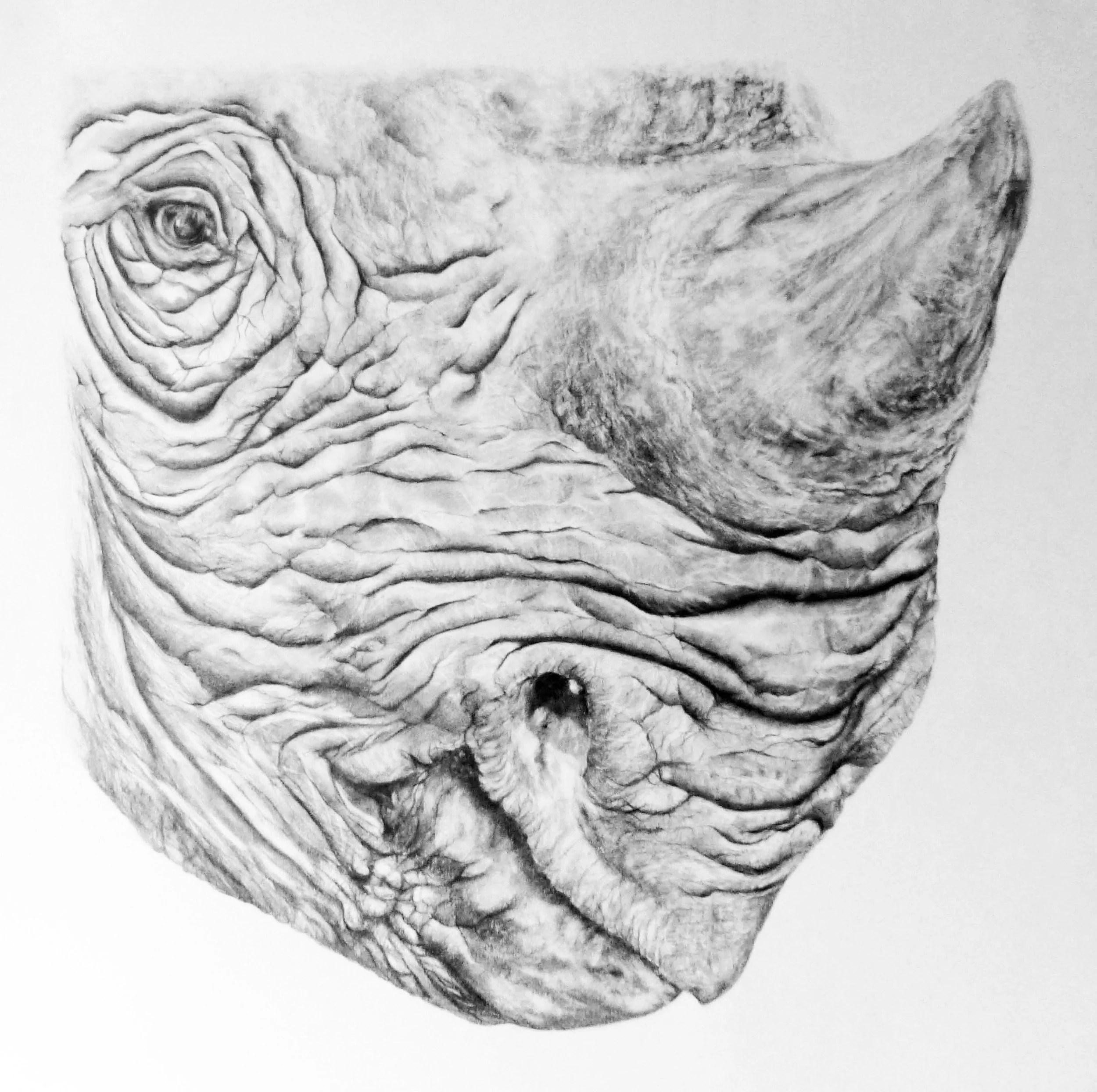 Eastern Black Rhino, Graphite