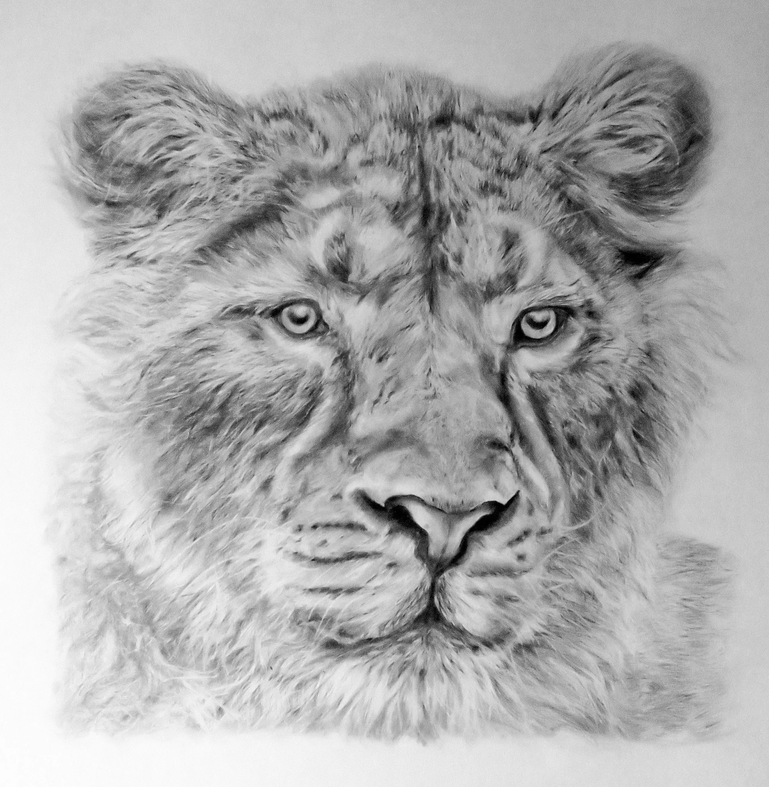 Asiatic Lion, Graphite