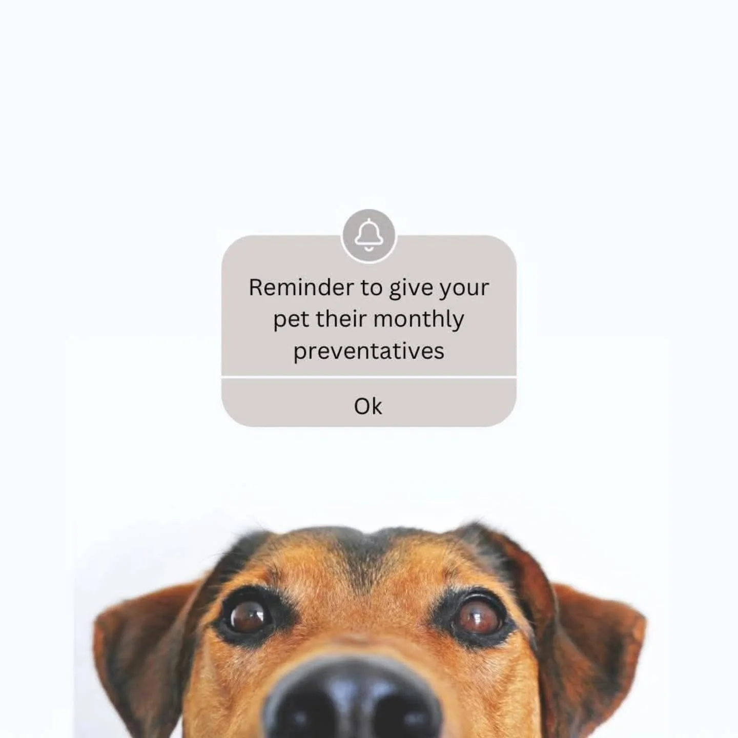 Happy November! It may be feeling chilly out but we still recommend giving preventatives to protect your pet.
#woodburyanimalhospital #woodburymn