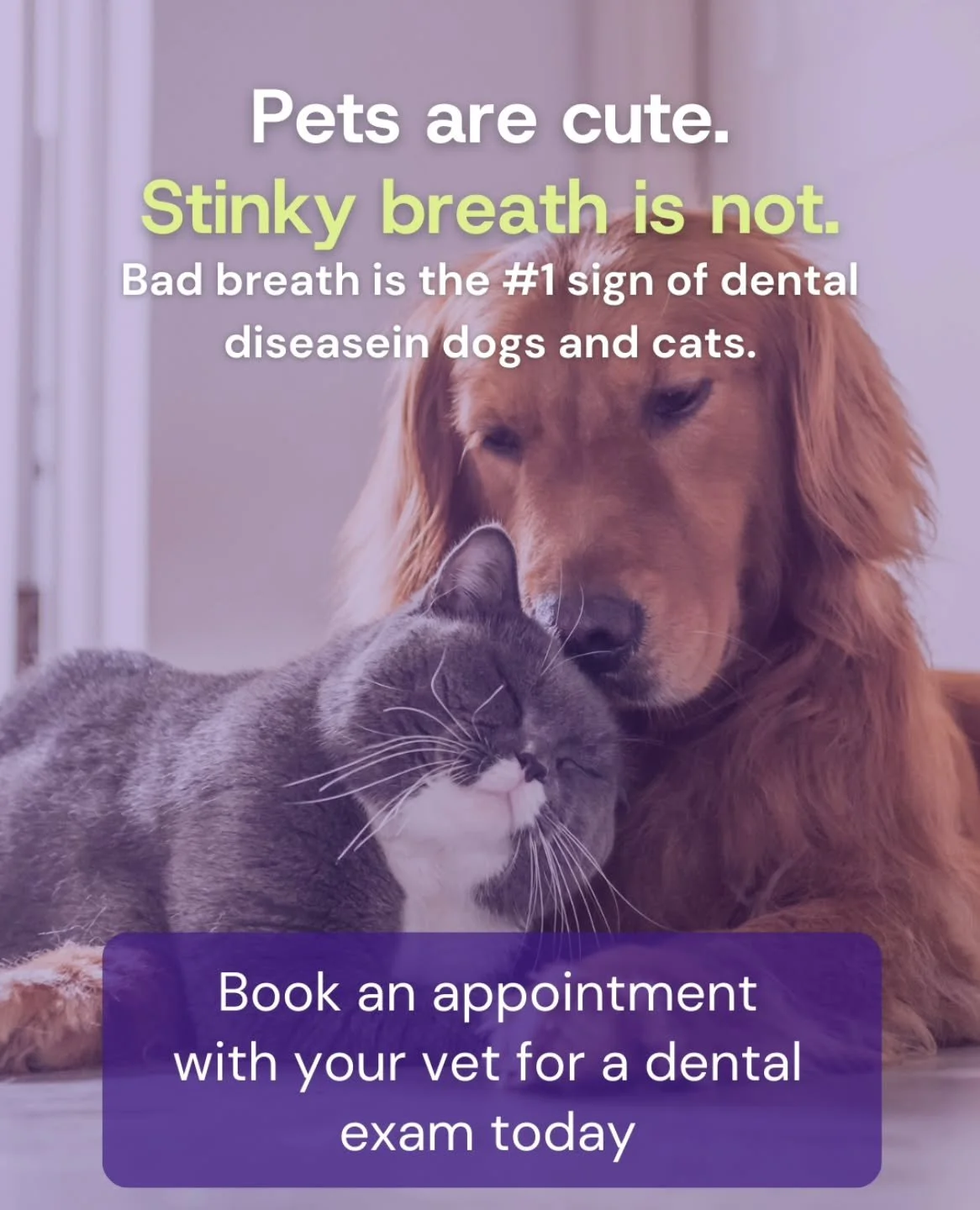 One of the first signs of dental disease in our pets is bad breath. It is very rare for a pet to stop eating even if their mouth hurts and it is best to get things treated before they get to that level. Give us a call or send us a text to get your pe
