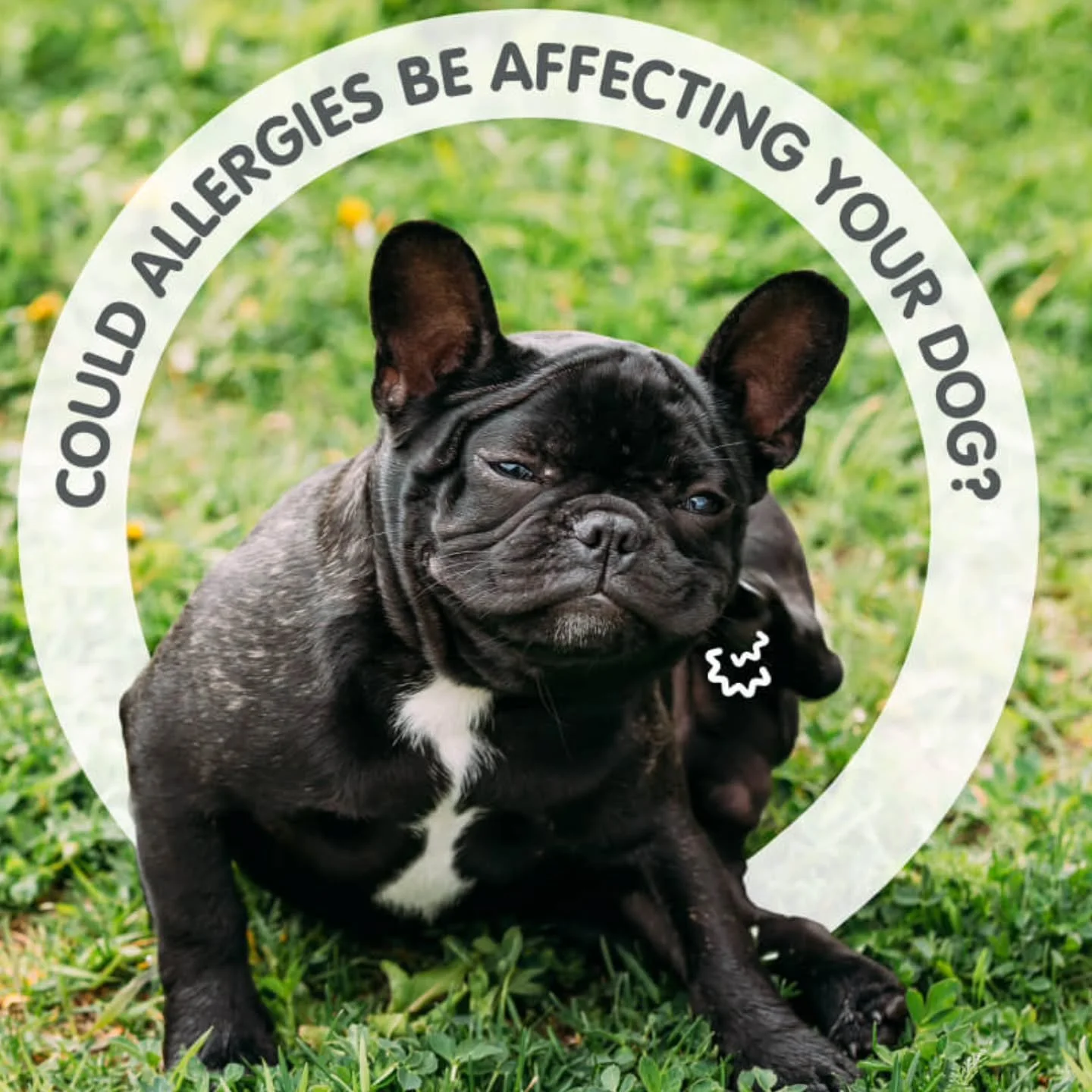 Is your furry friend dealing with allergies? Allergies in dogs can lead to constant itching, scratching, and discomfort, making them feel less than their best. If your dog is displaying any of these signs, don't hesitate to reach out to us. We can of