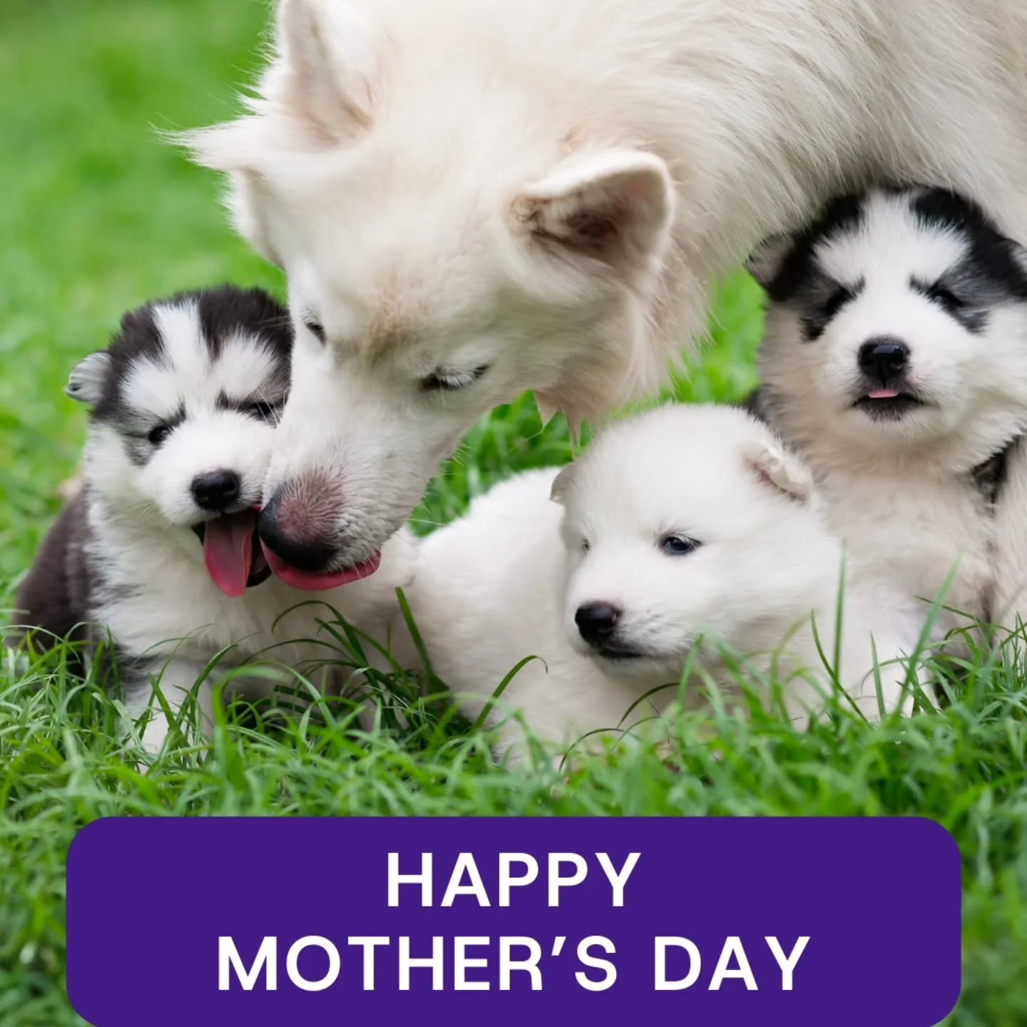 Happy mother's day to all the moms out there!
 #woodburyanimalhospital