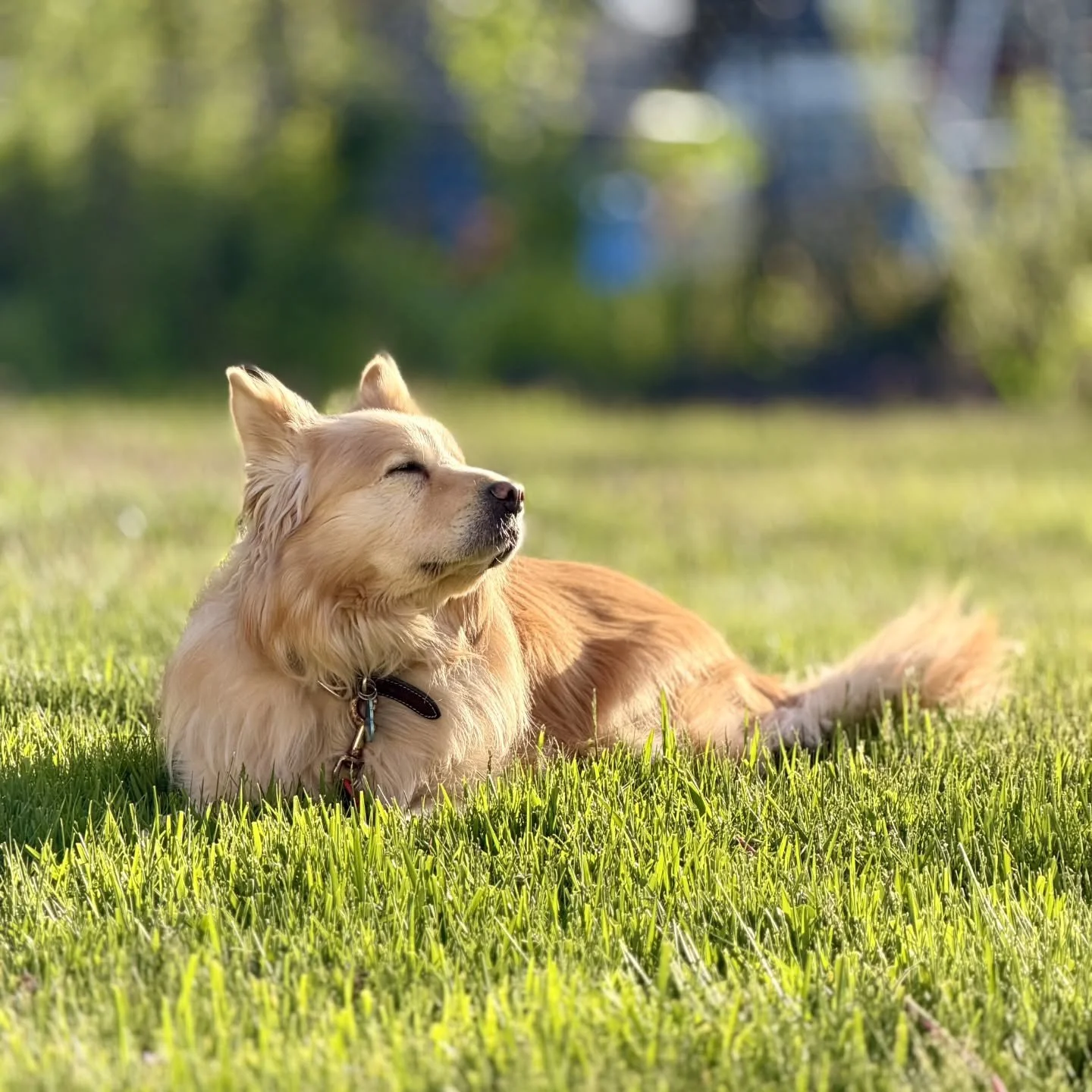 This week is Pet appreciation week! This week is all about celebrating the bond we share with our pets whether they have fur, feathers or scales. Here are some photos of our staffs member's pets. Share some photos of your pets with us!

#woodburyanim