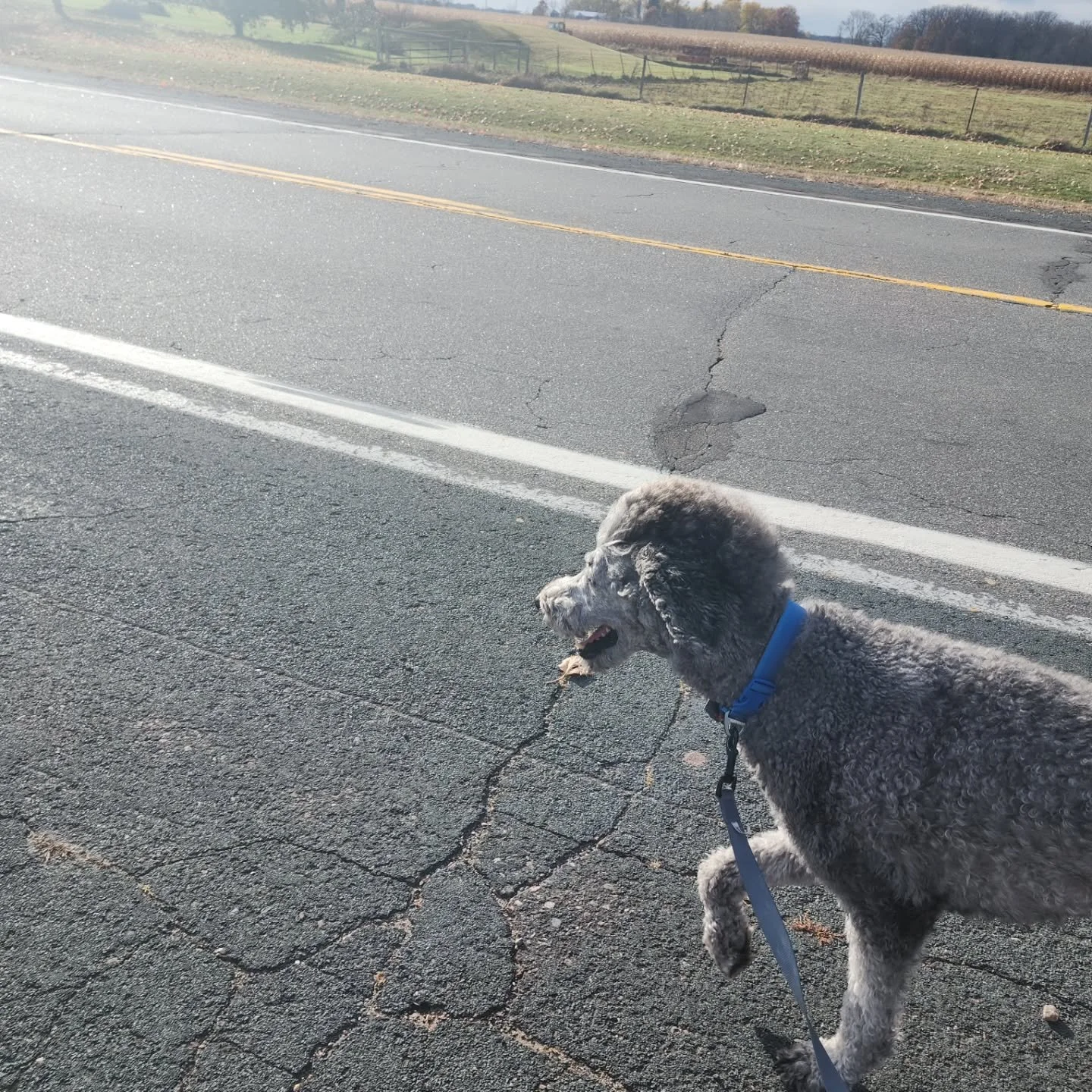 This week is national walk your dog week! Not only are walks great exercise for dogs, it is great for their human companions as well! Share a photo of your ept enjoying their walk! #woodburyanimalhospital #woodburymn