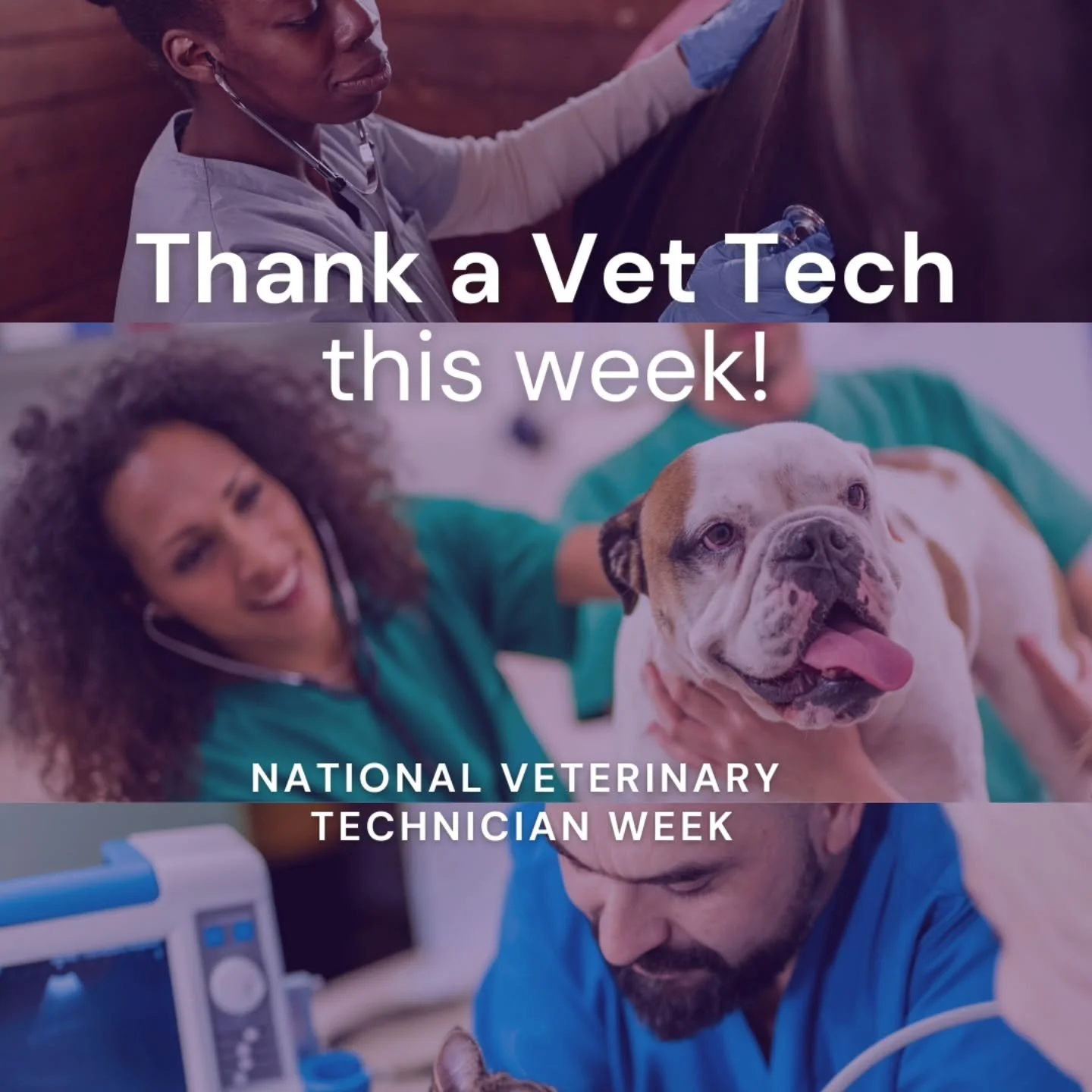 This week is National Veterinary Technician Week! This year in Minnesota the licensing changed from being Certified to Licensed. Giving the technicians more recognition for the schooling, training and extra steps they had to go through to become lice